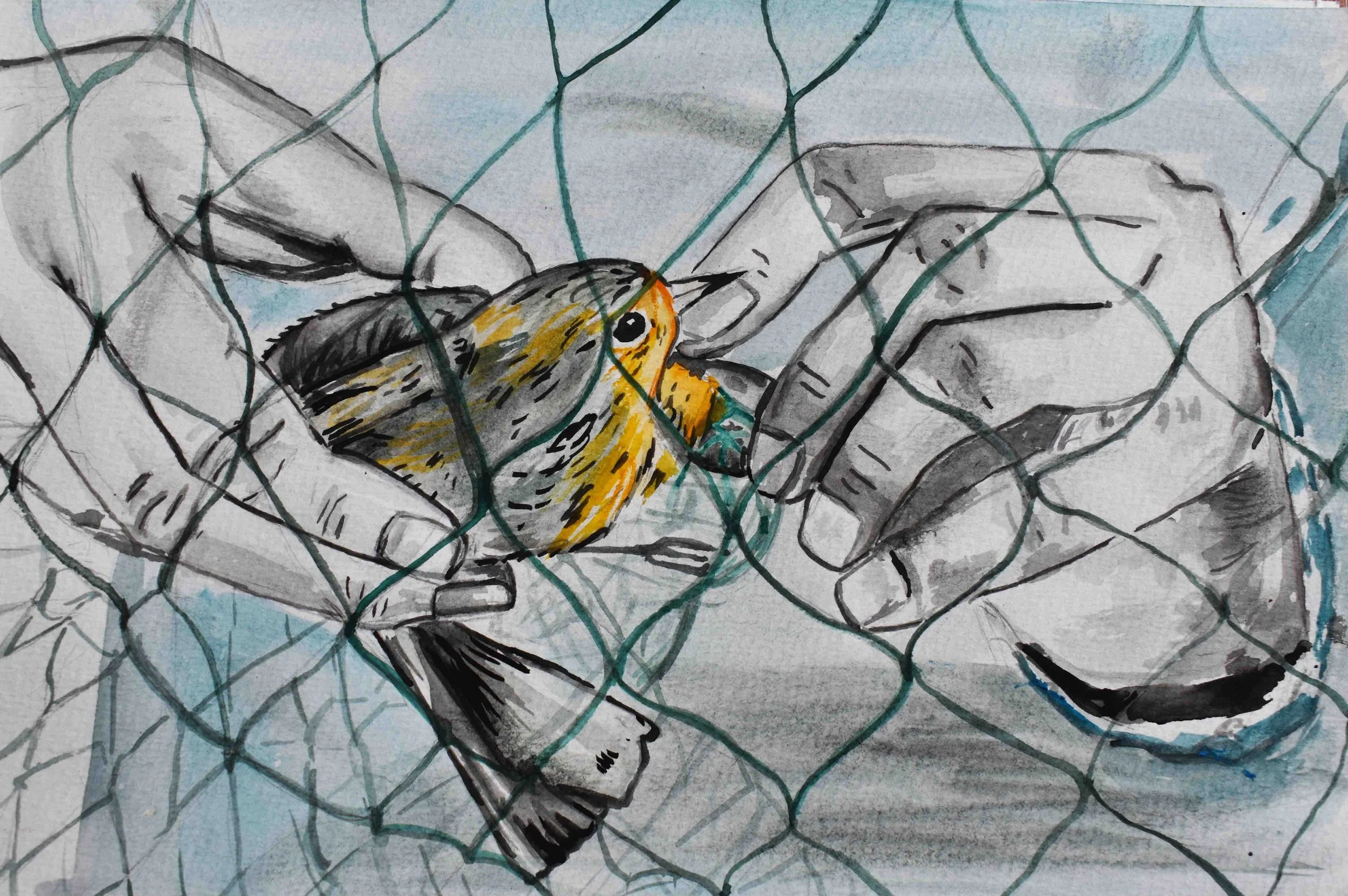 BIrd2.jpg