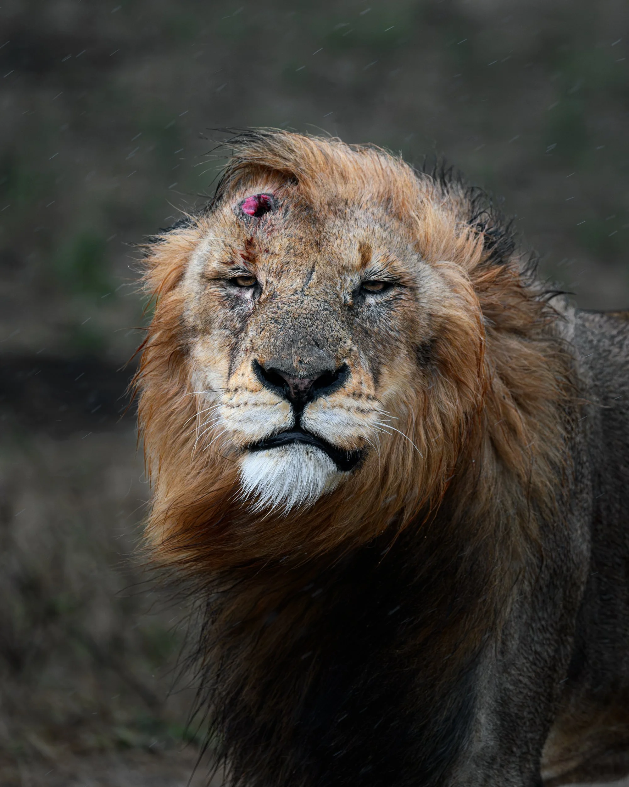 Majestic Lion
