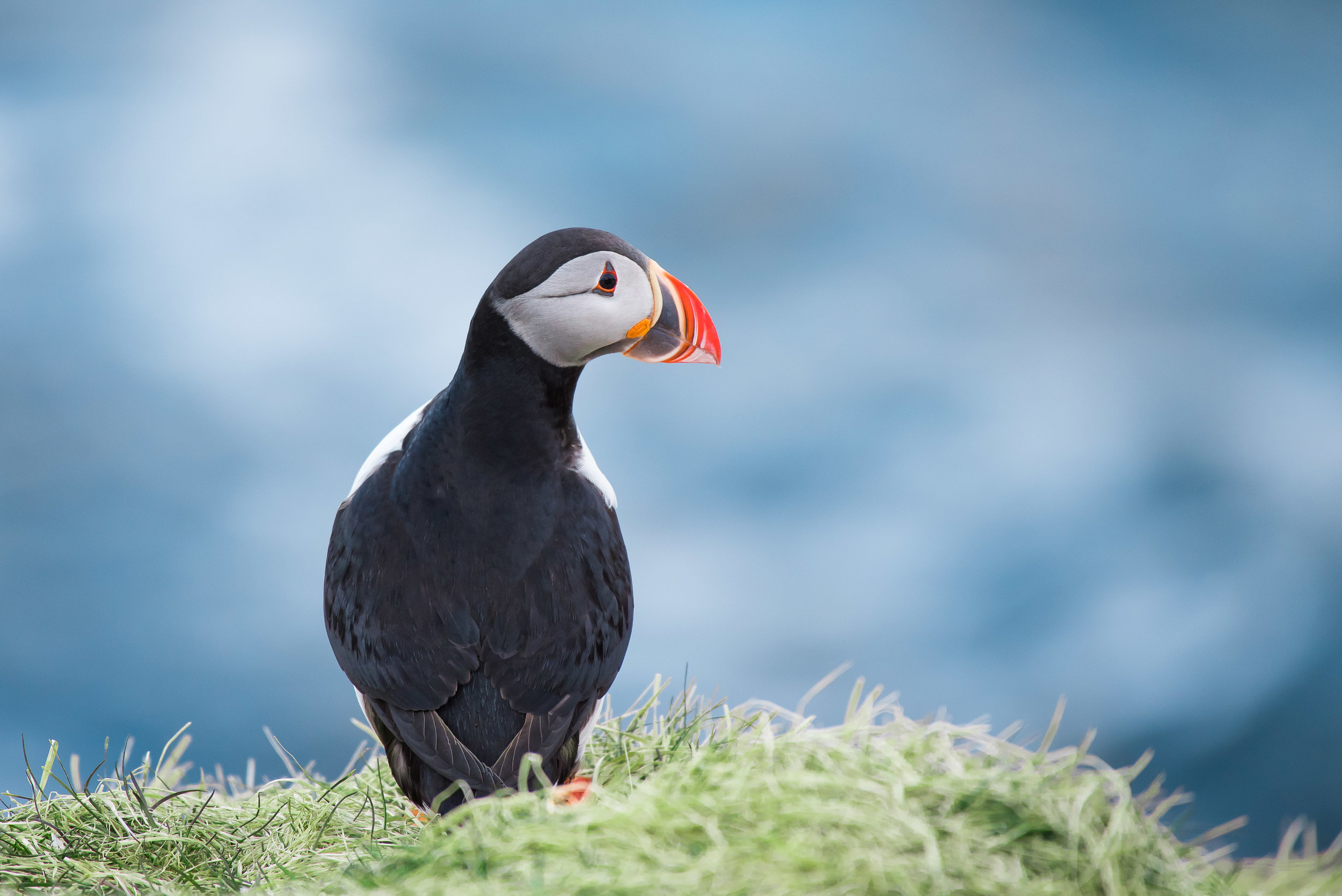 Colorful puffin in Iceland