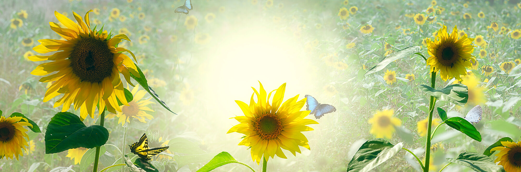 Sunflower delight