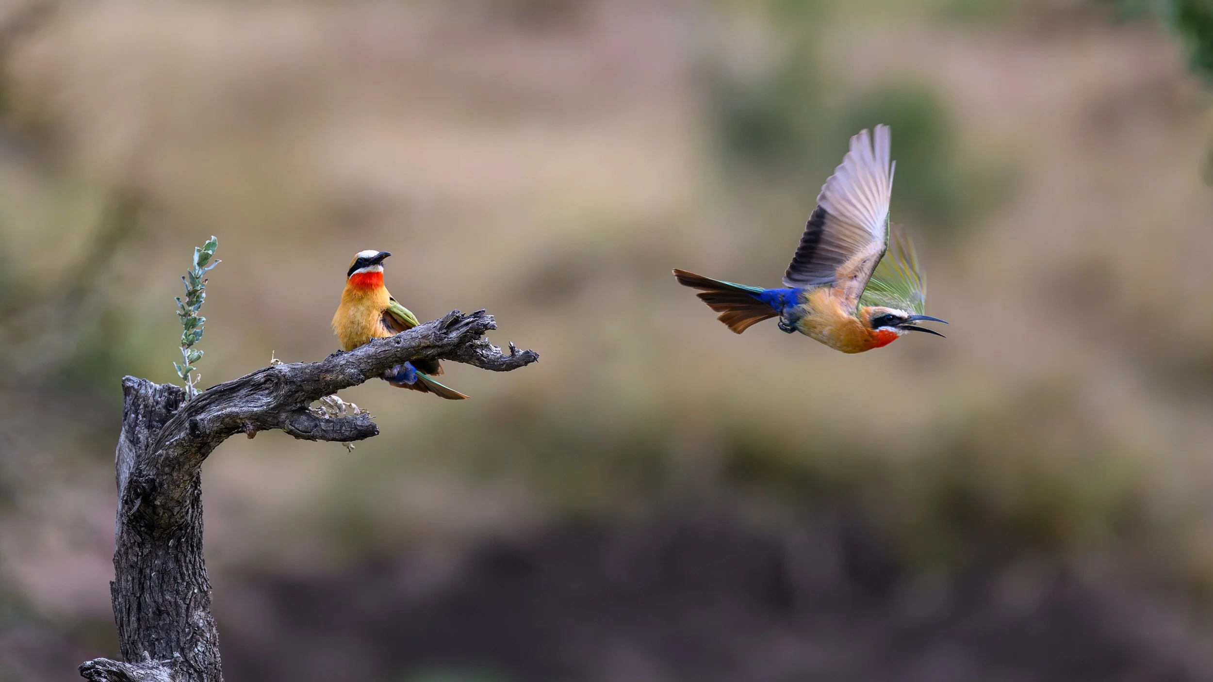 White-fronted Bee-eater South Africa Krugerpark.jpg