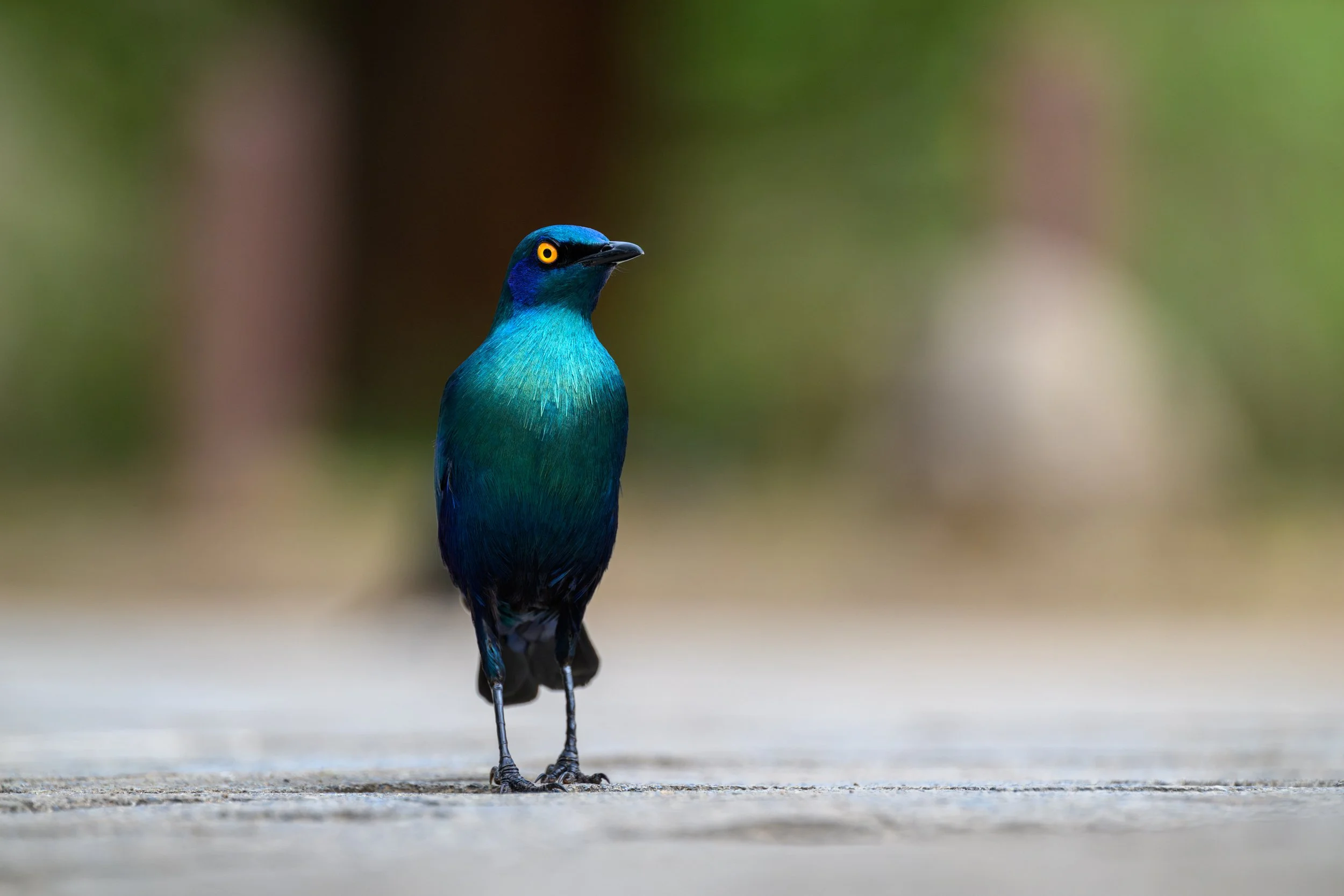 Glossy Starling South Africa Krugerpark.jpg
