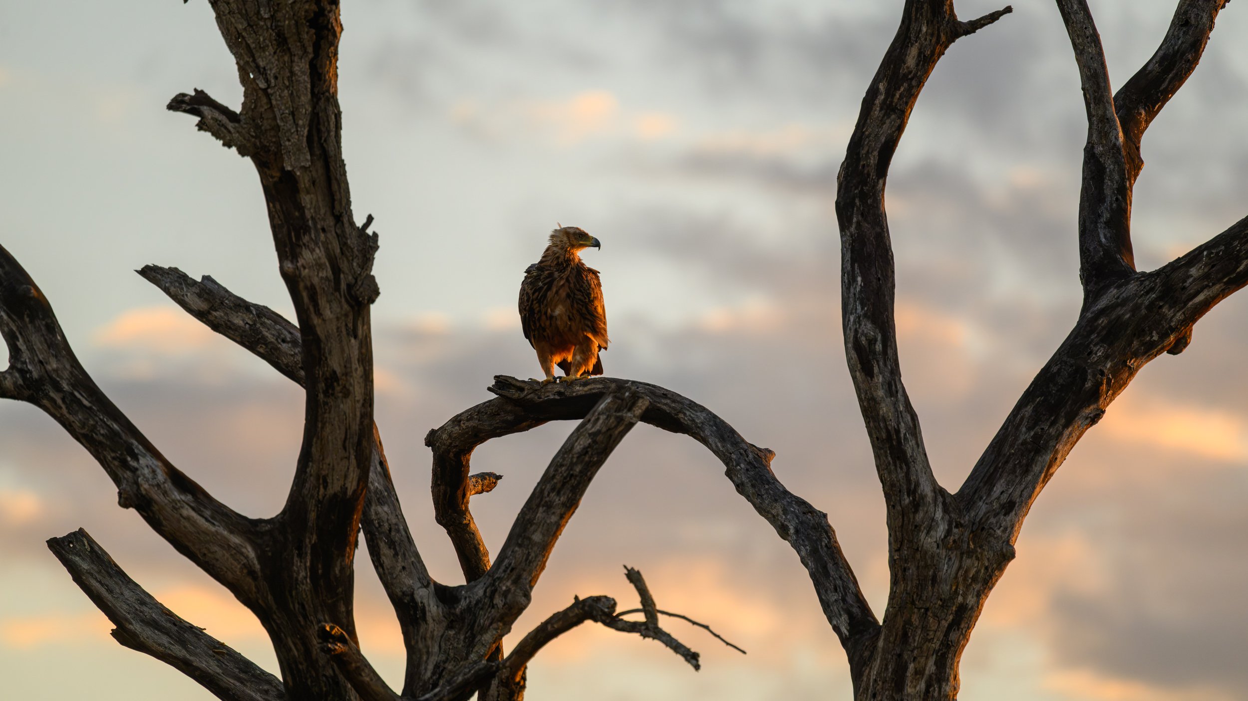 Roofvogel in Afrikaanse boom-3.jpg