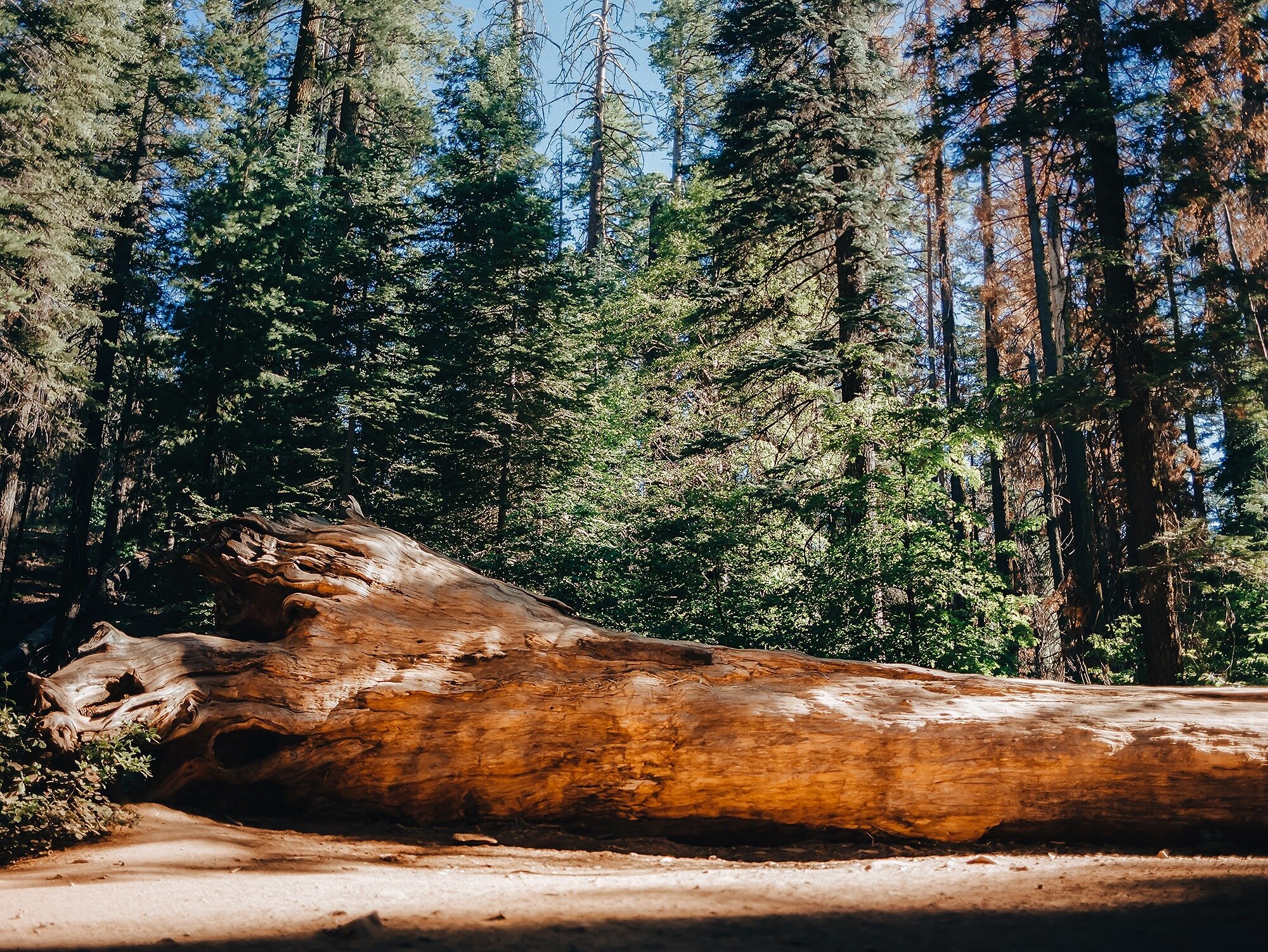 A fallen redwood at Yosemite National Park.