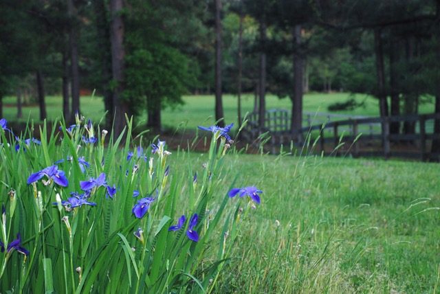 Ab Initio Farm Pictures Iris 2.jpeg