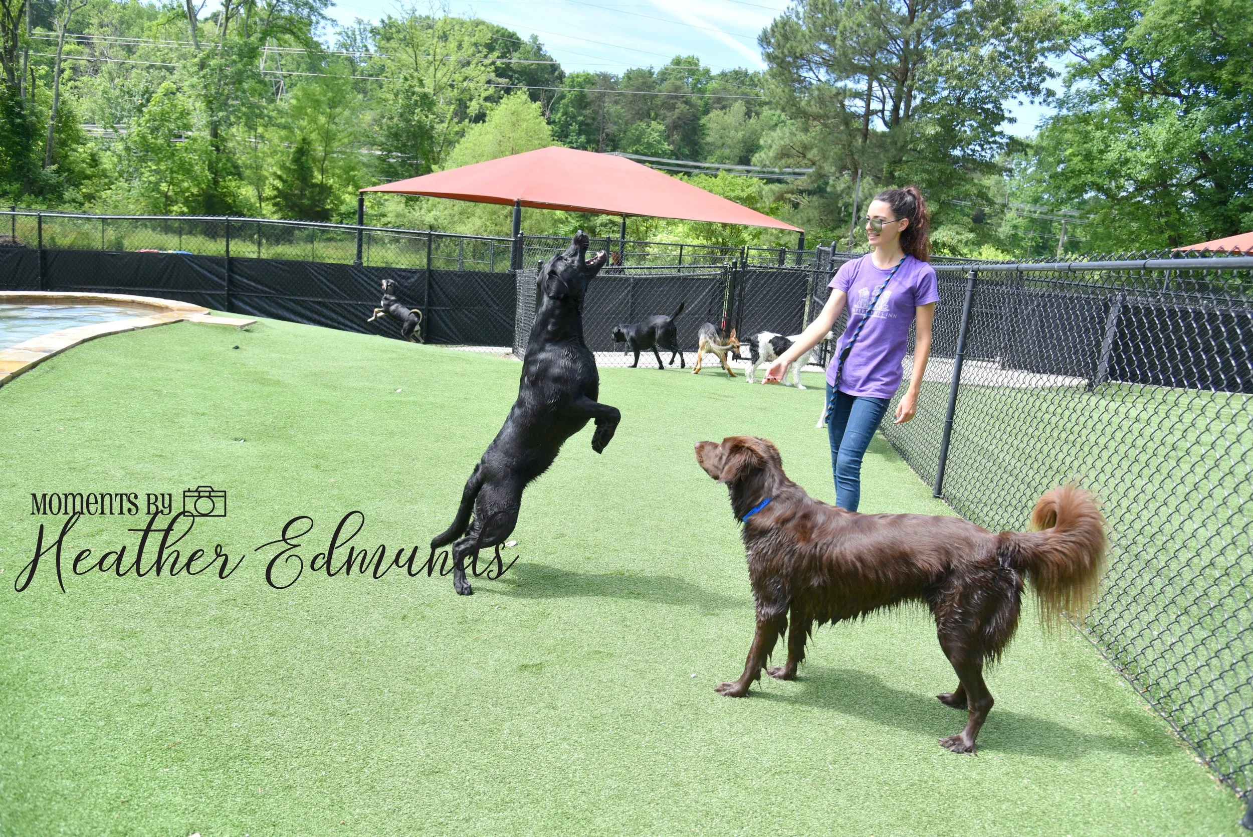 pampered pets web