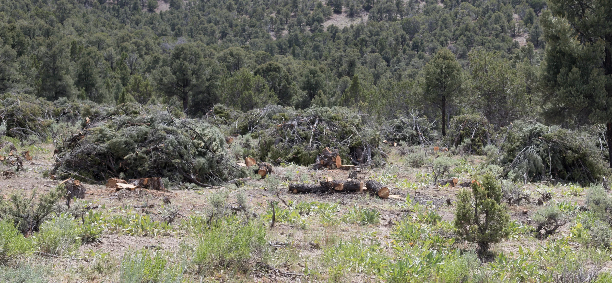 Limbs and pieces of pinyon juniper stacked into bone piles. After letting these piles cure, firefighters will burn them in the winter when the fire danger is low, further reducing the fuel within the fuel break. Photo: Johnny Siren, BLM.