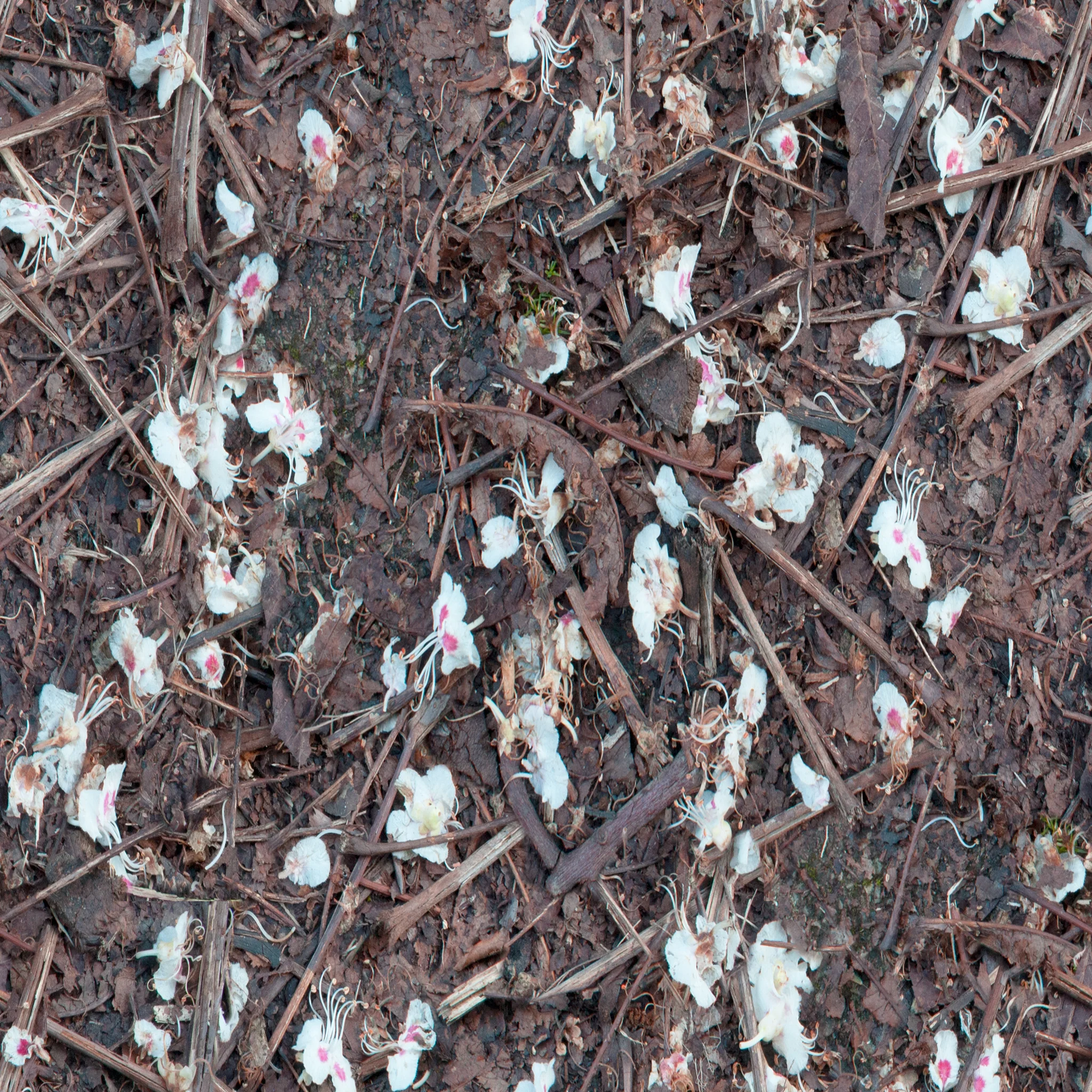 blossoms-and-twigs.jpg