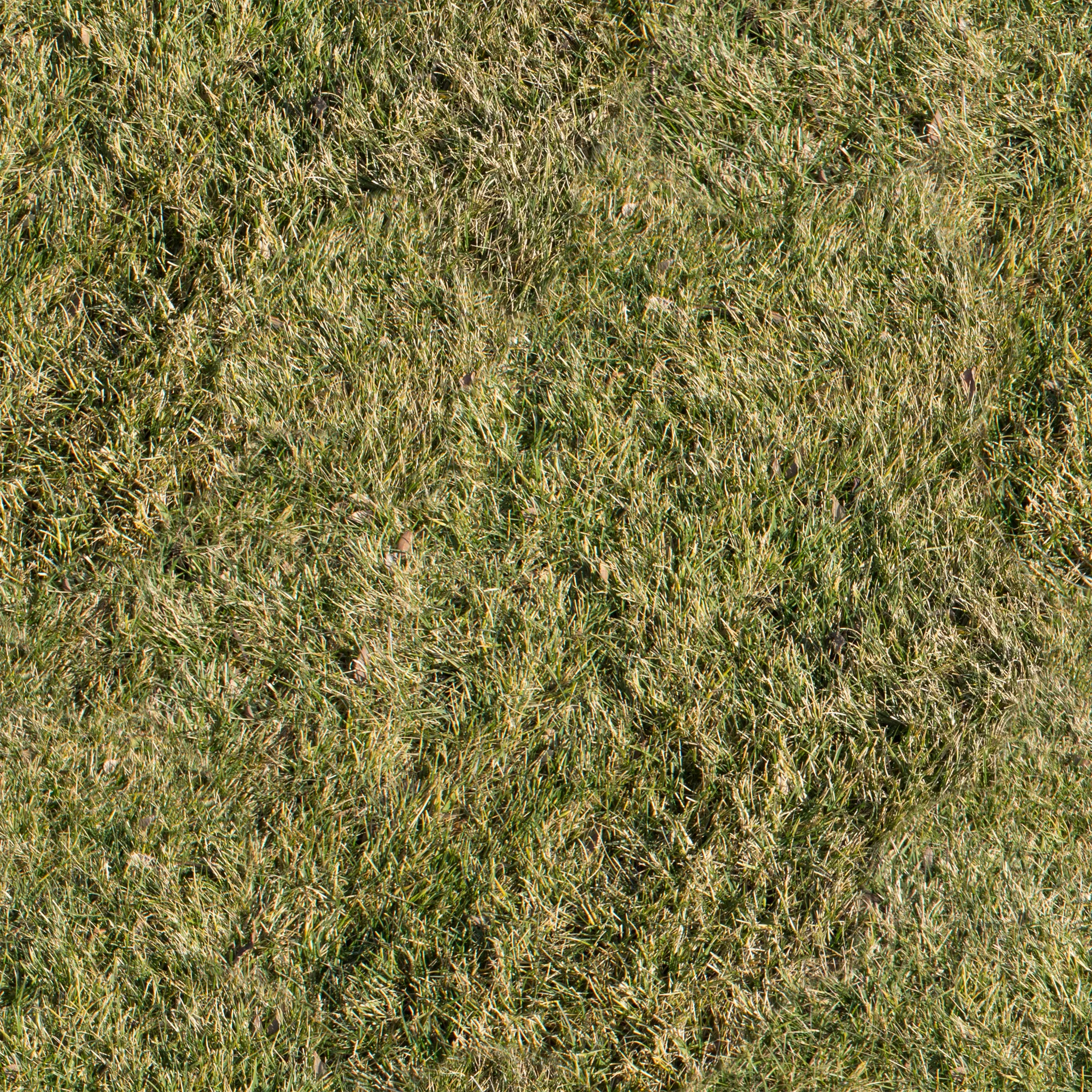 dry-grass.jpg