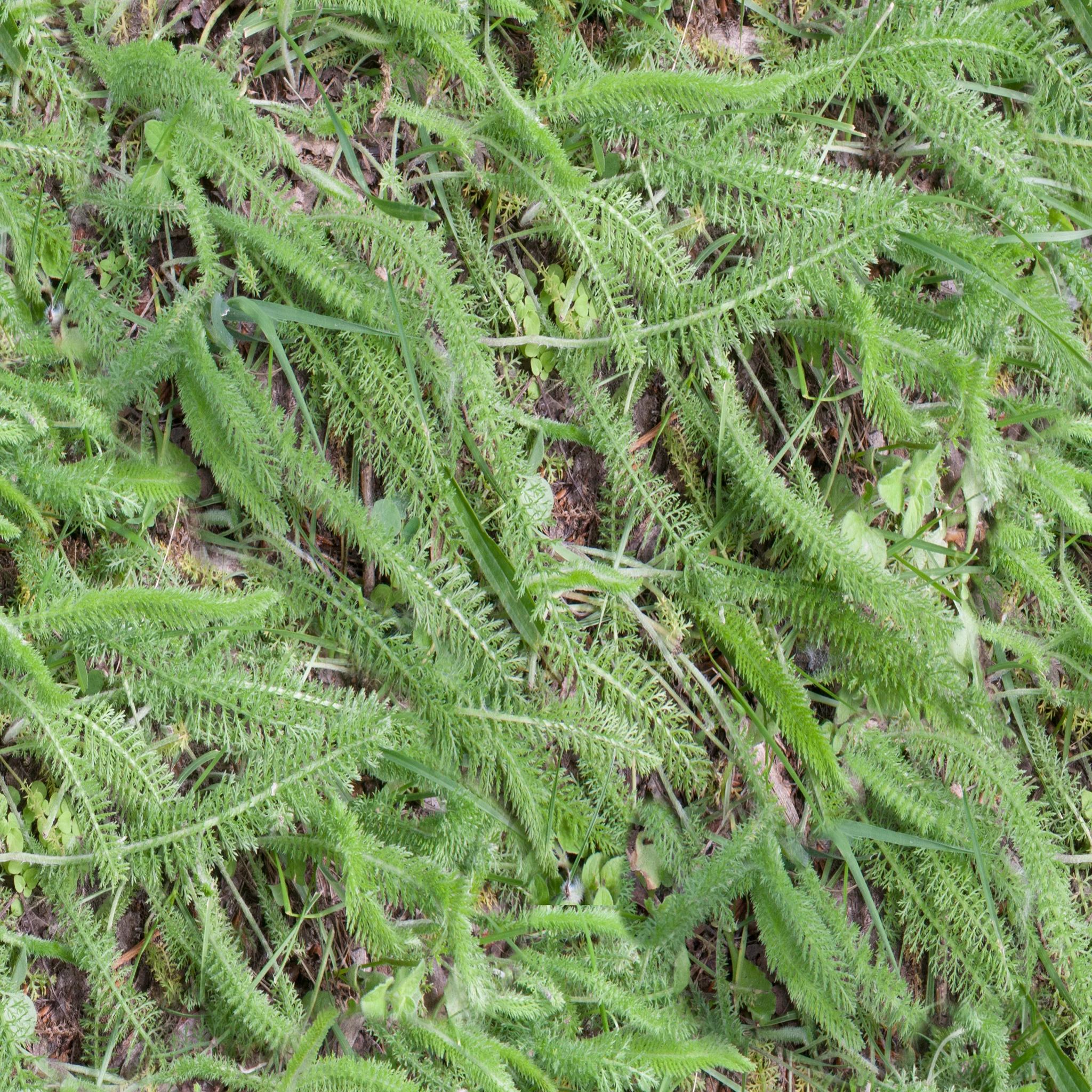 fern.jpg