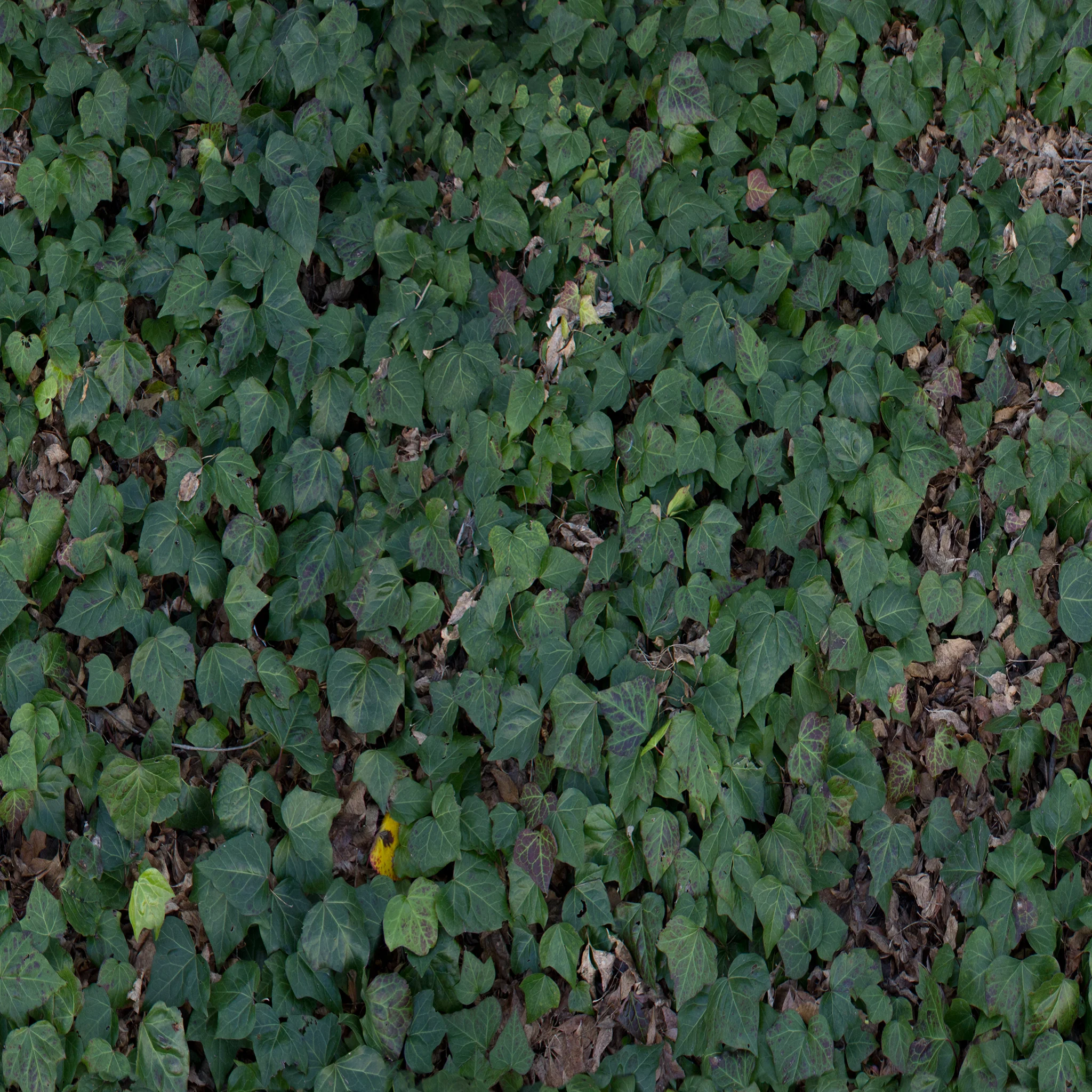 ivy.jpg