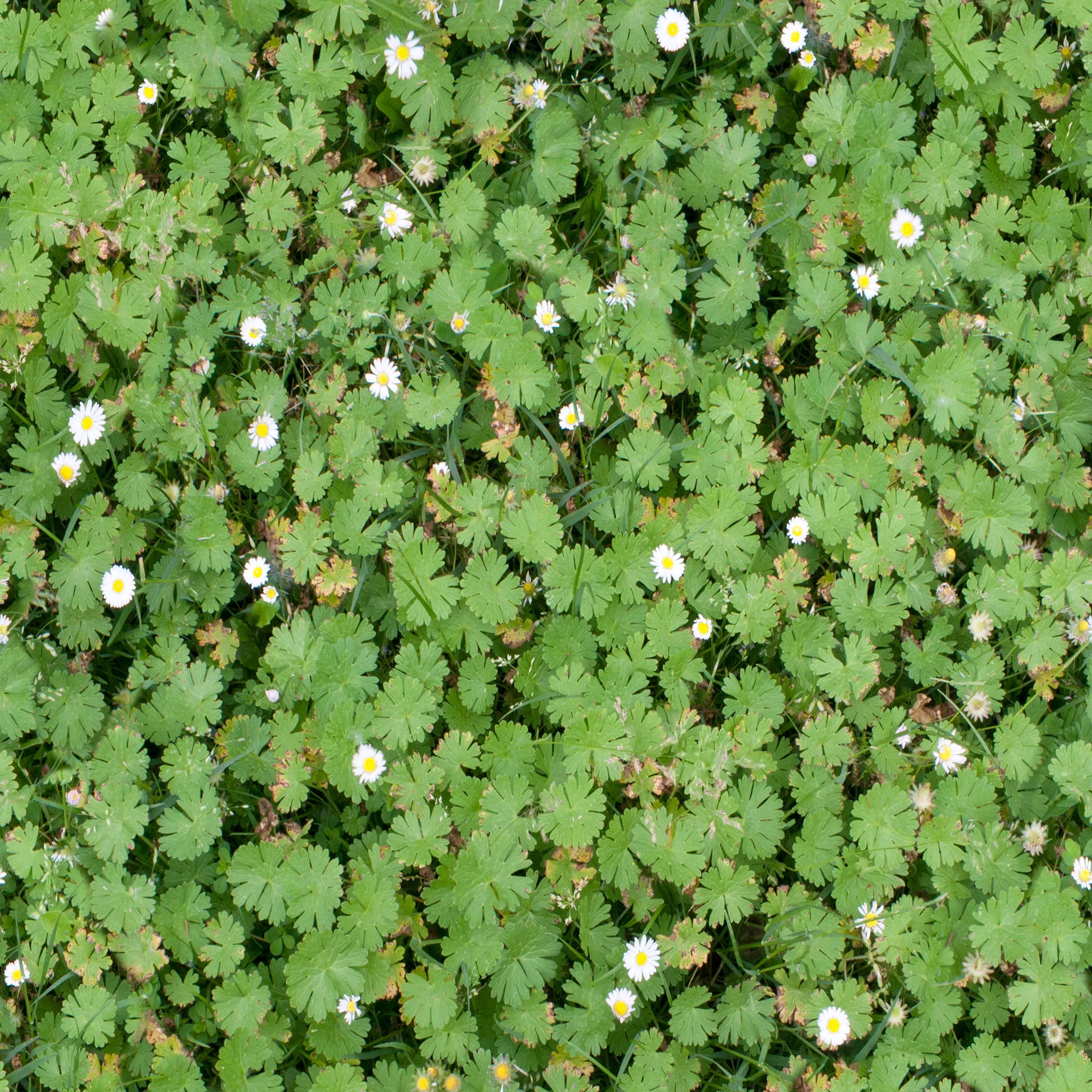 herb.jpg