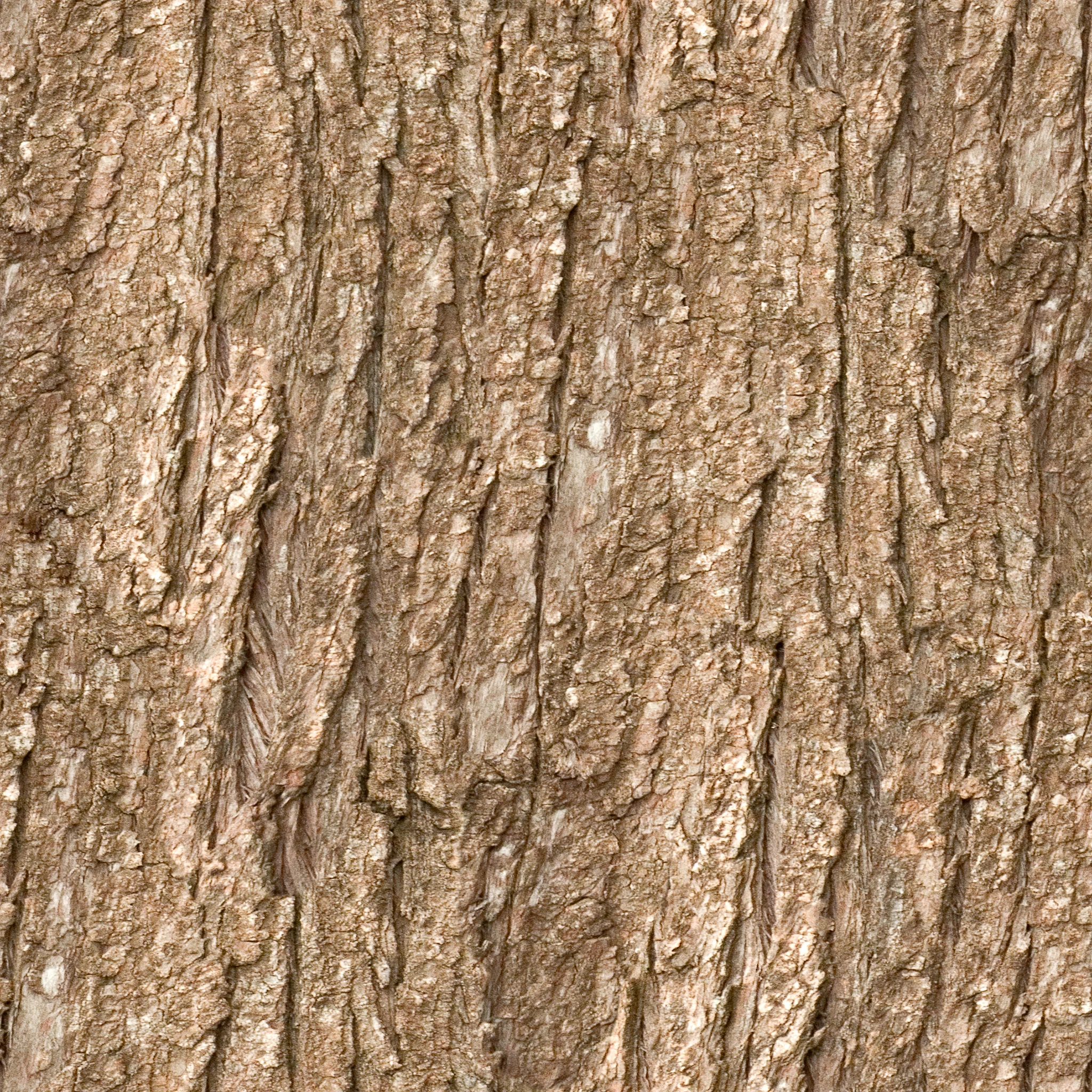 Brown Coarse Bark.jpg