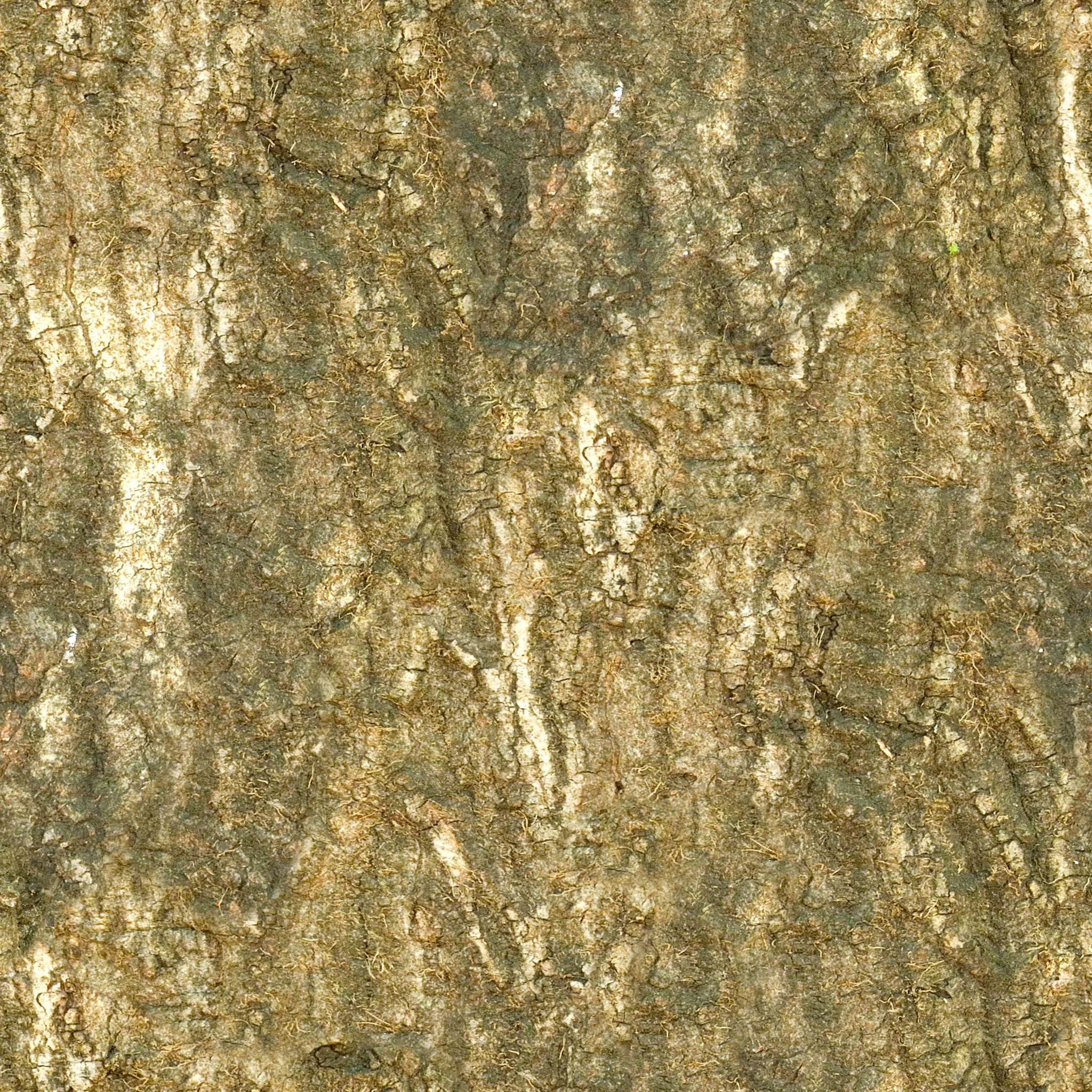 Brown Dirty Bark.jpg