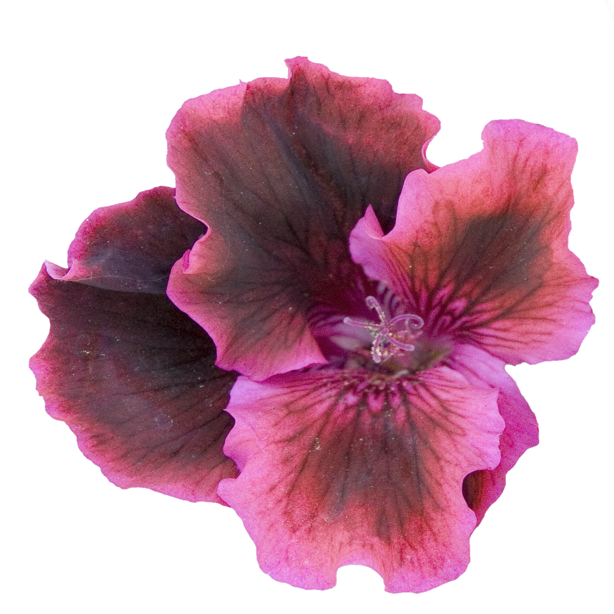 Burgundy Geranium.png