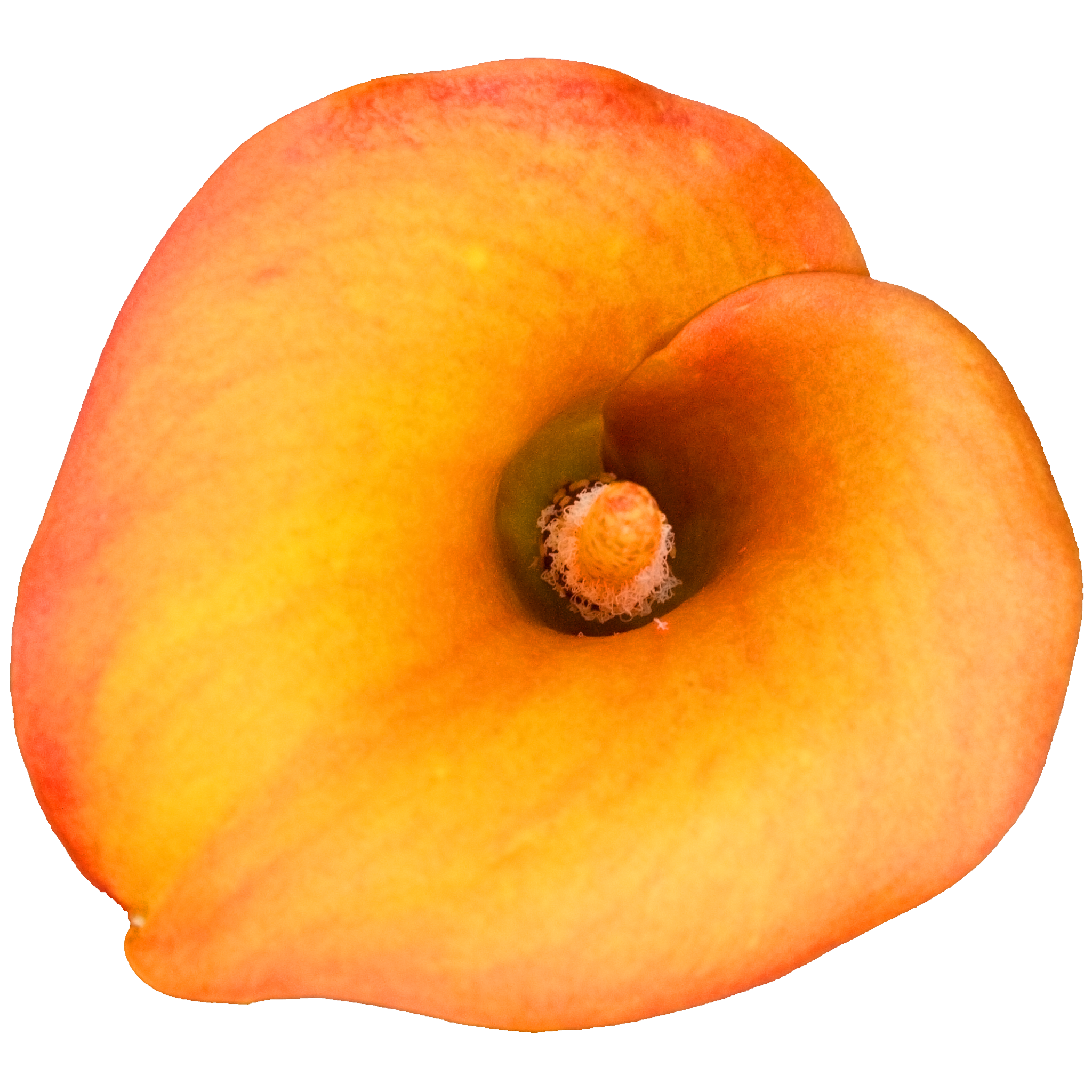 Calla Lily Orange.png