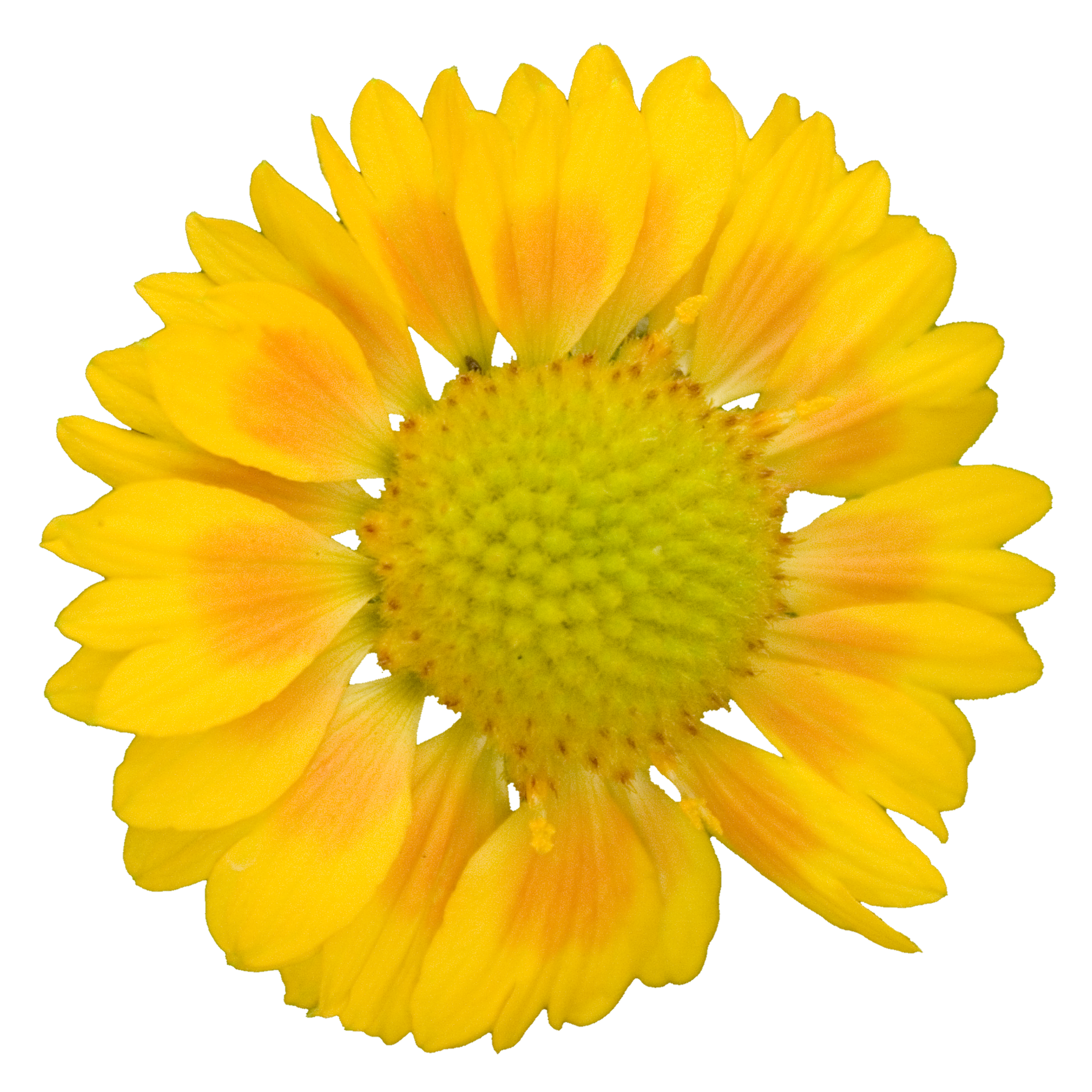 Bright Yellow Daisy.png