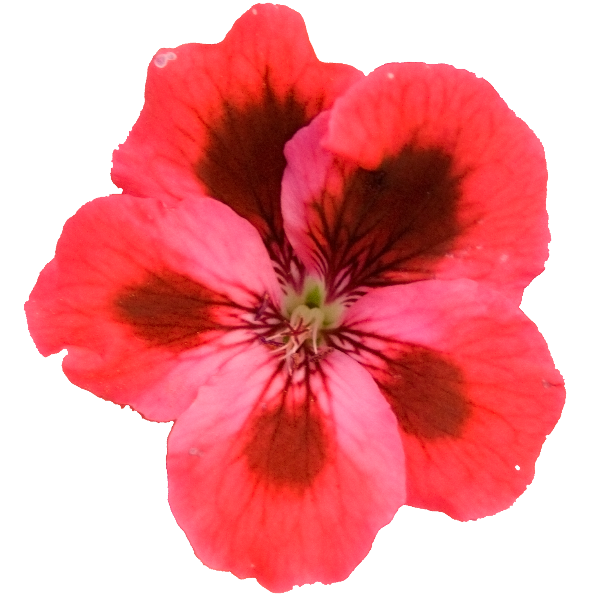 Dark Salmon Geranium.png