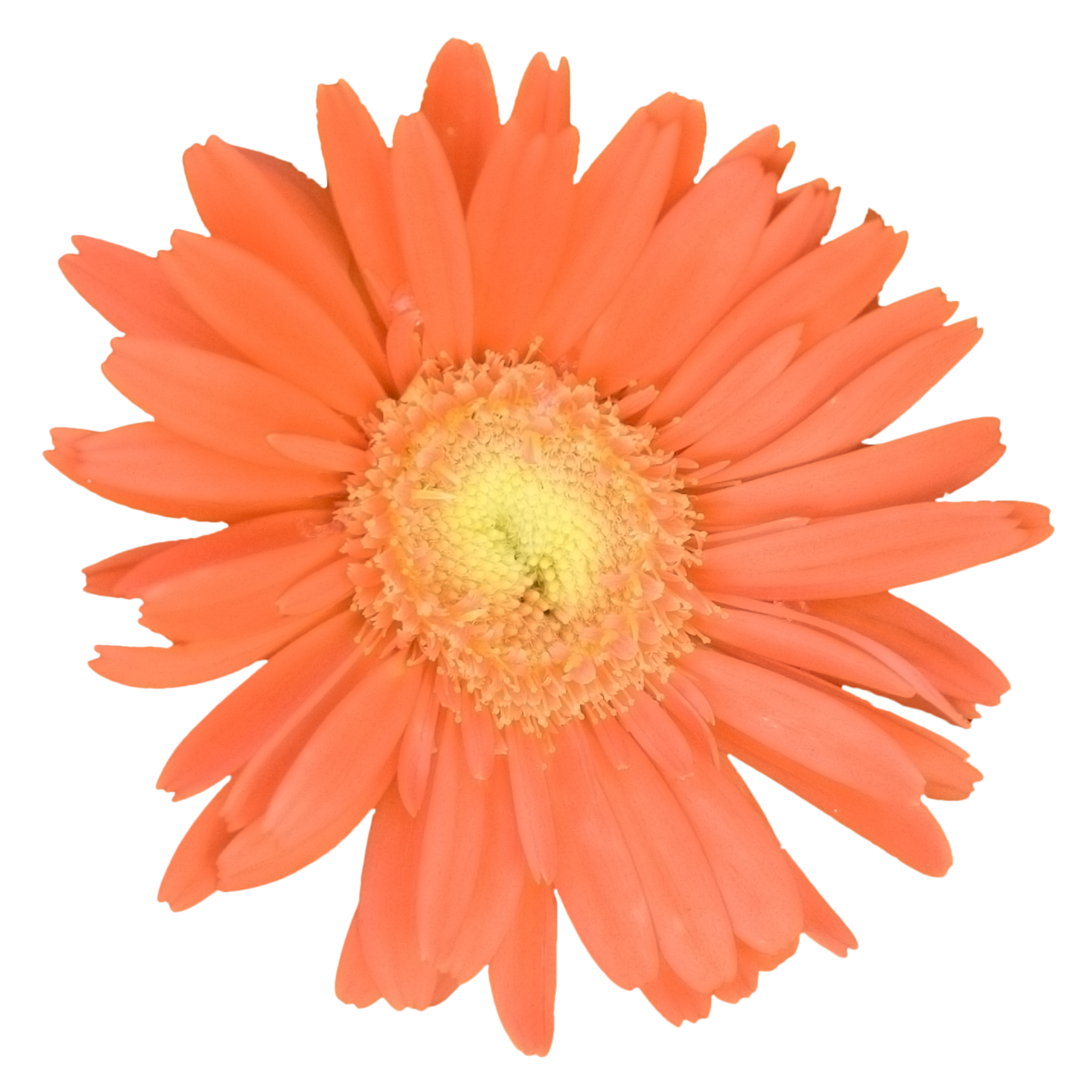 Gerber Daisy Orange.png