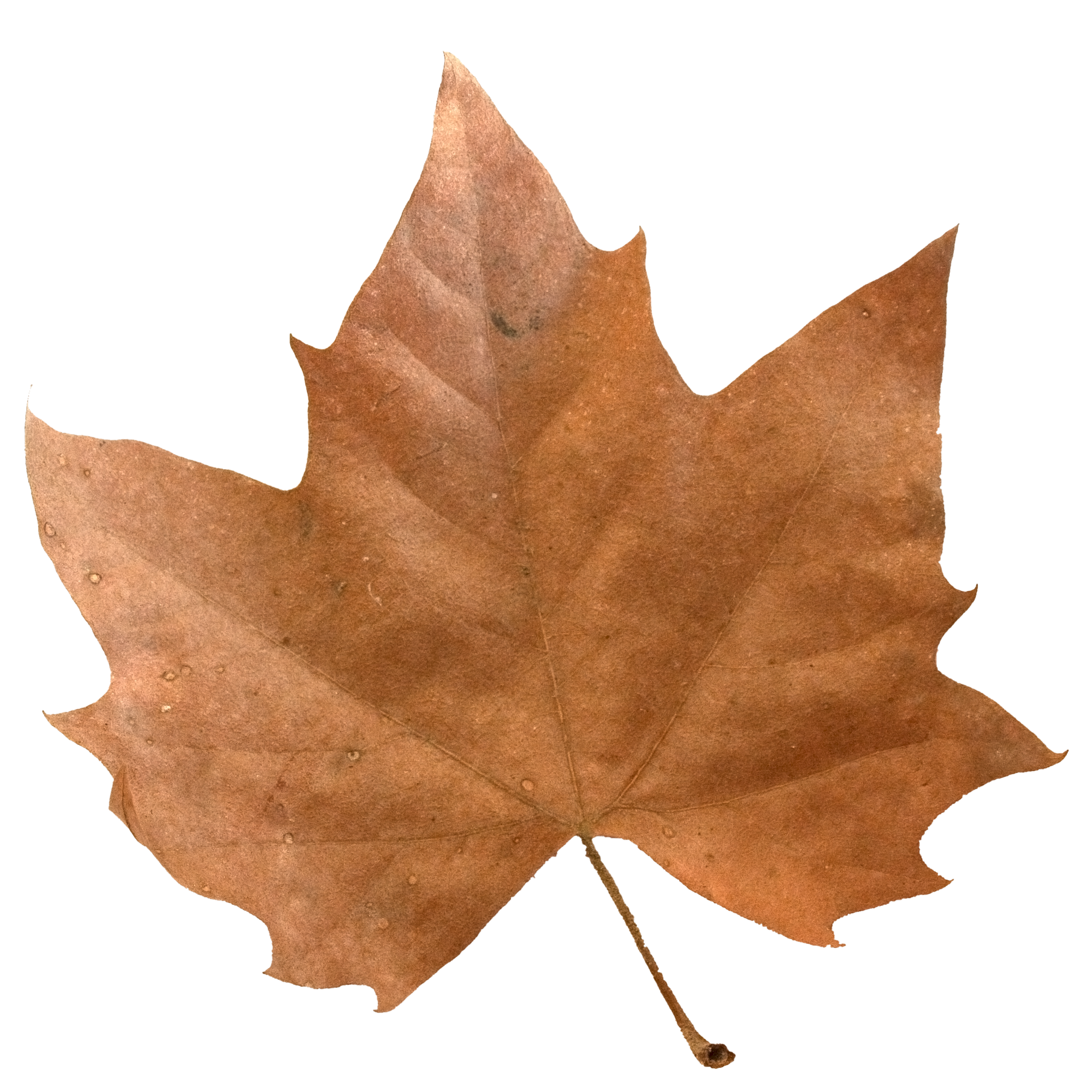 Brown Maple Leaf.png