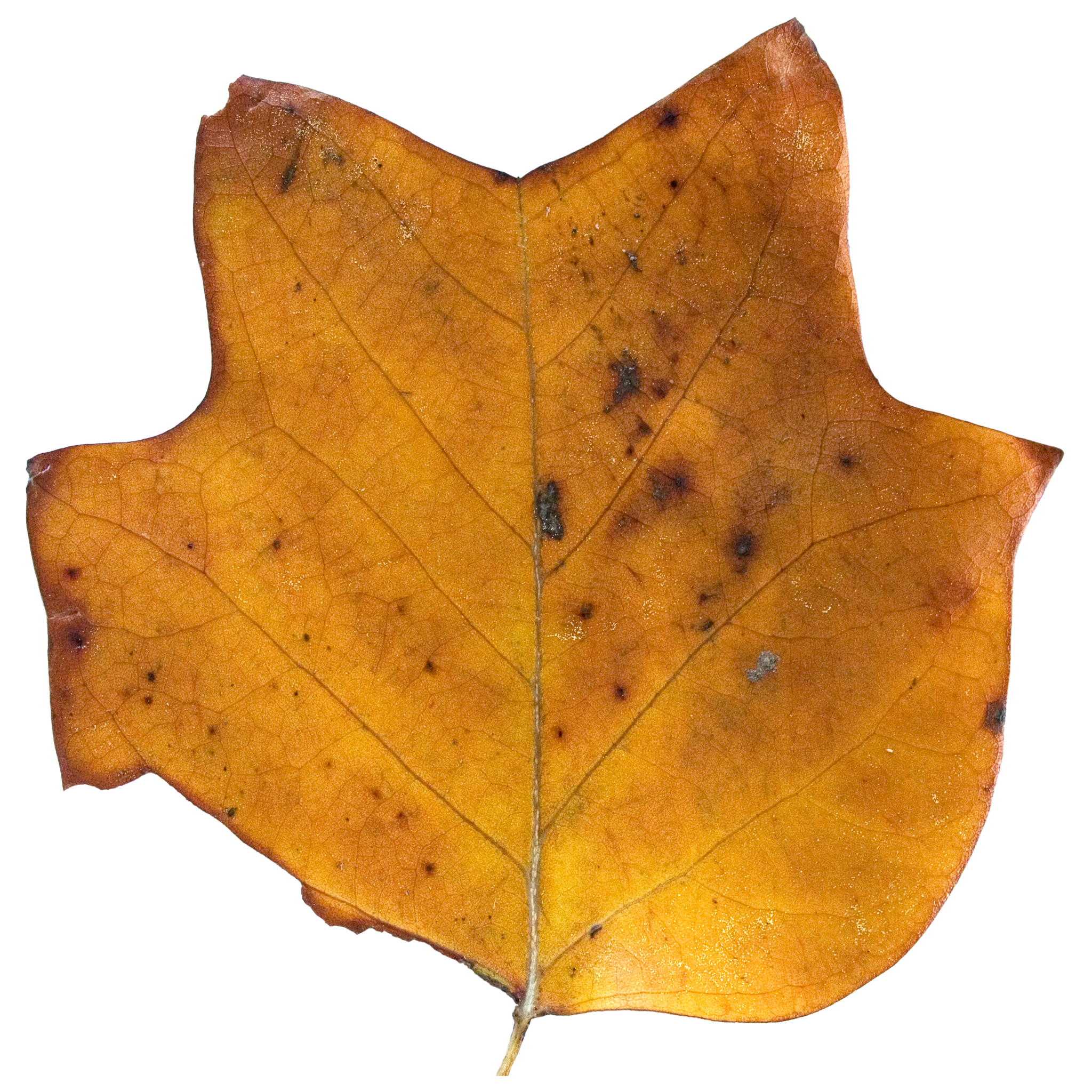 Brown Tulip Tree Top.png