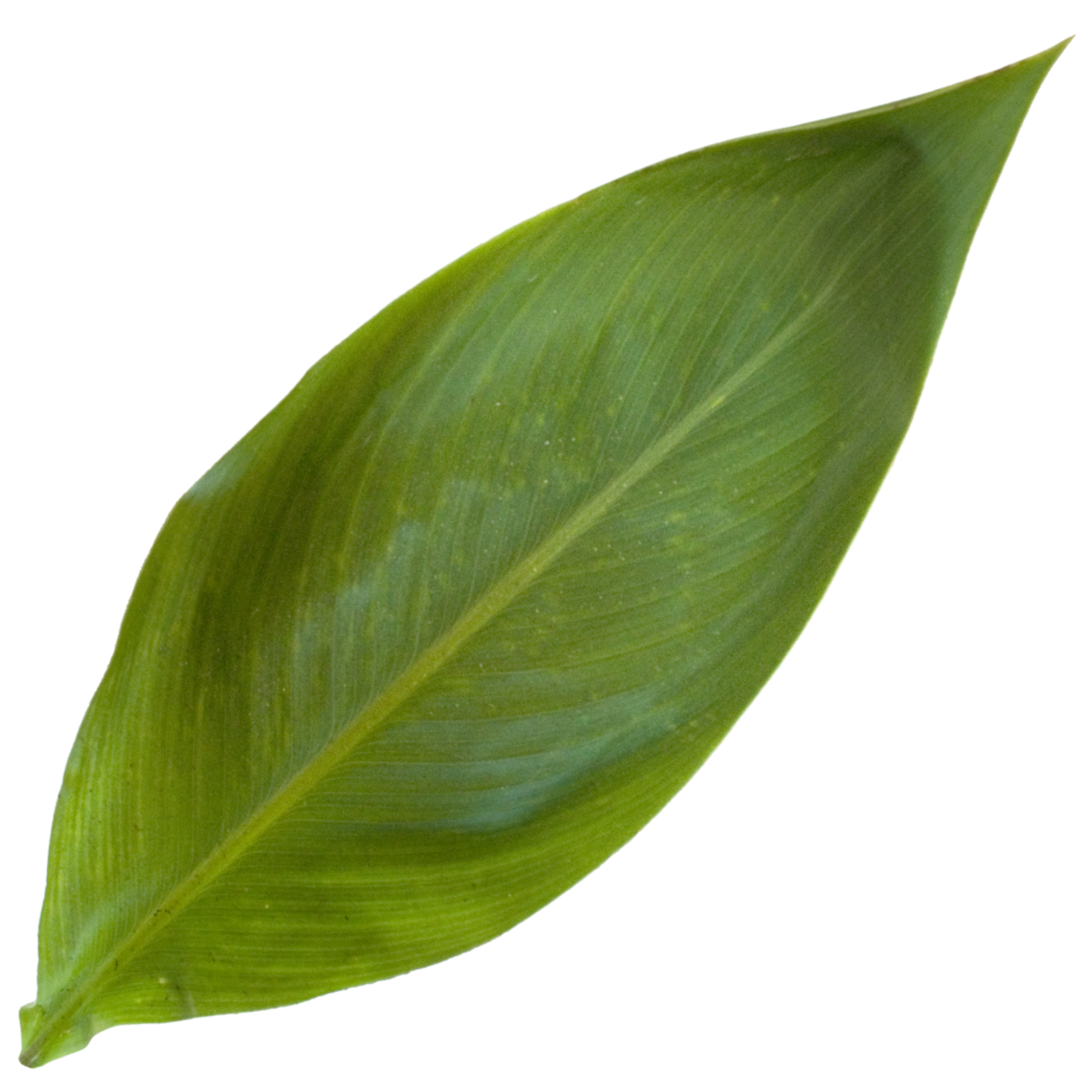Canna Lilly Leaf.png
