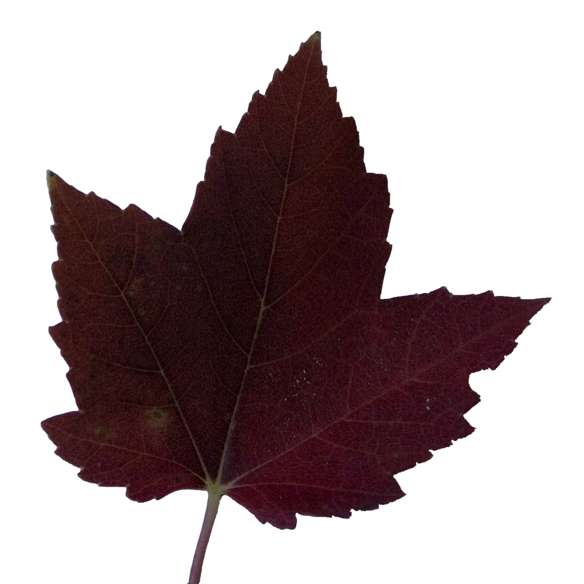Dark Liquid Amber.png