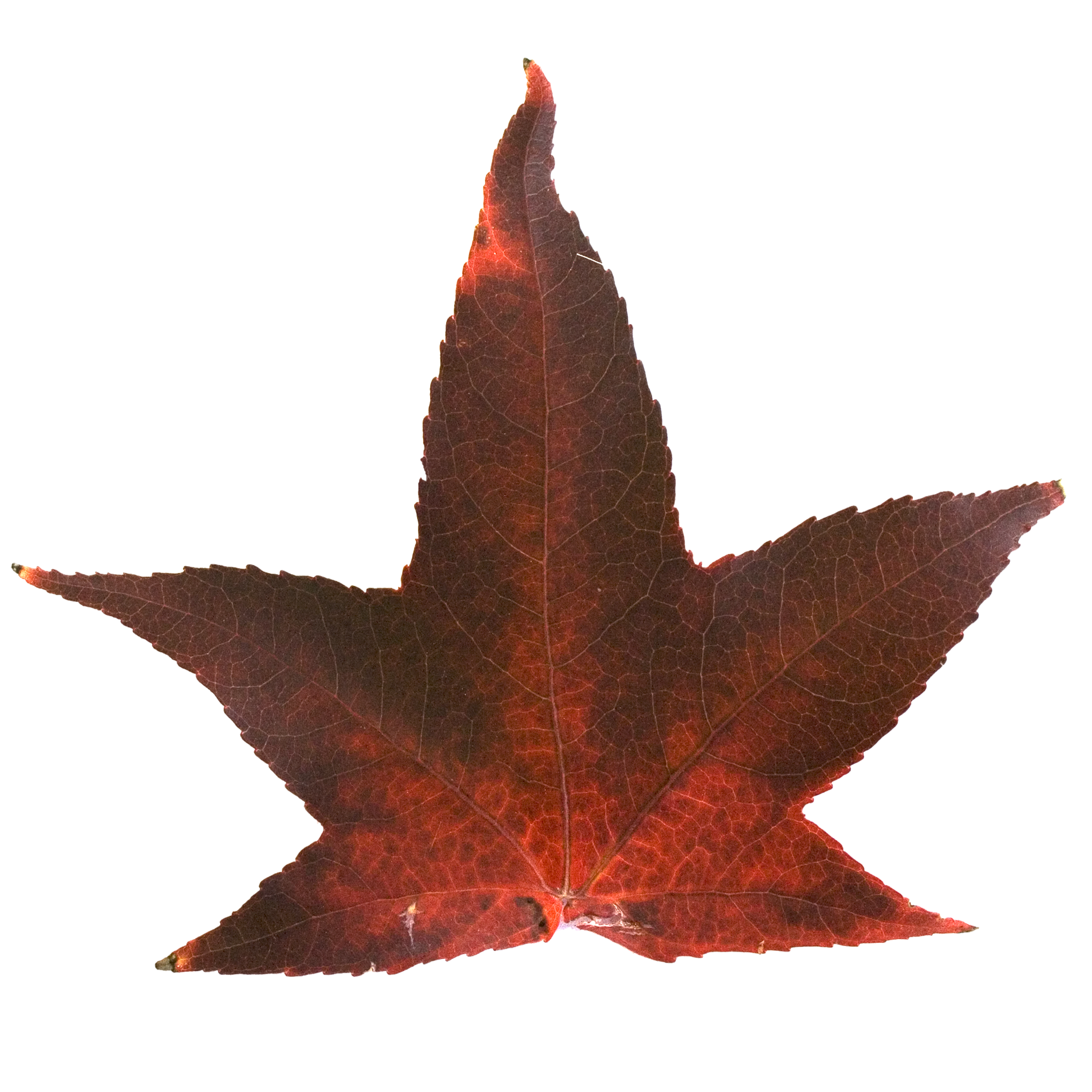 Deep Red Five Point.png