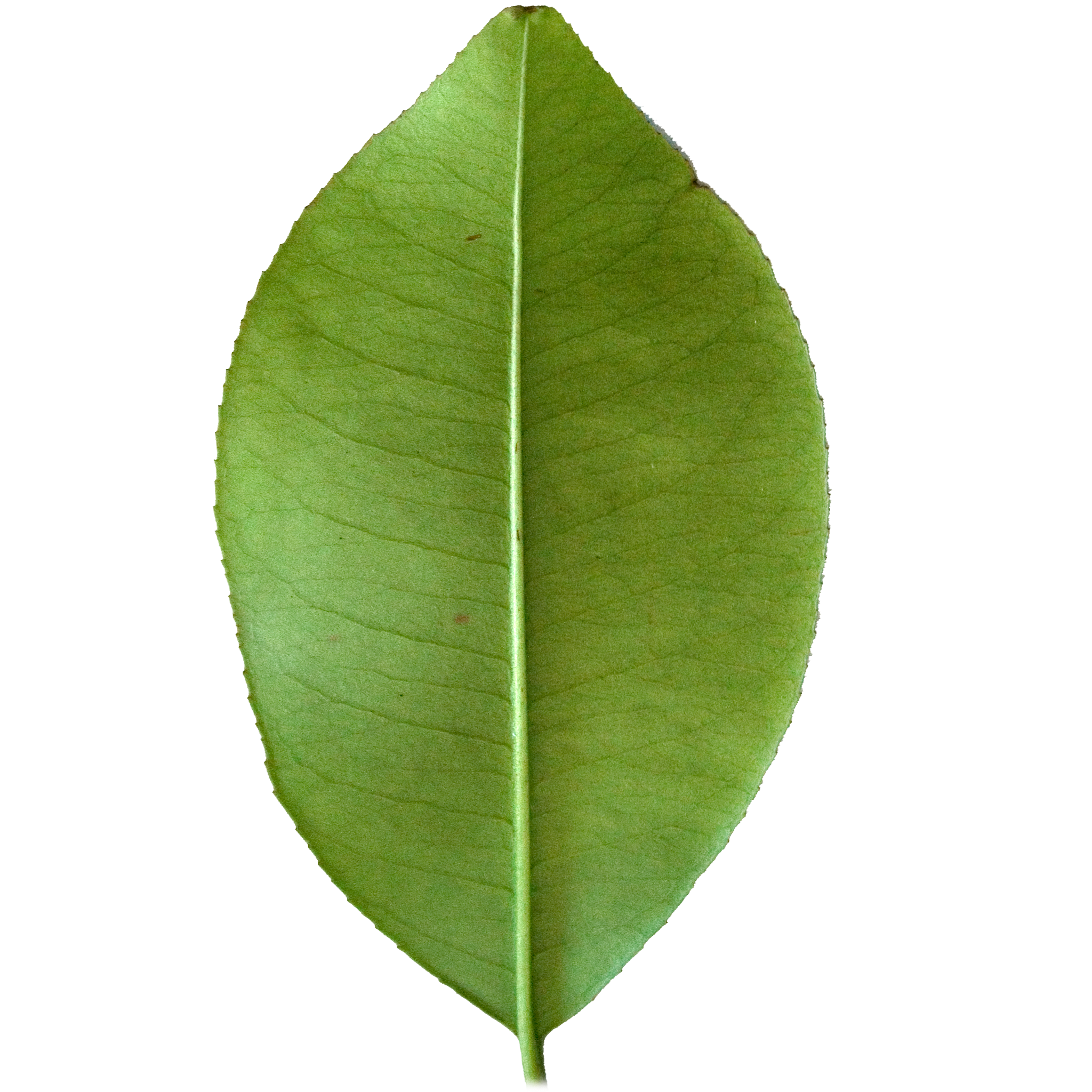 Broad Lemon Leaf.png