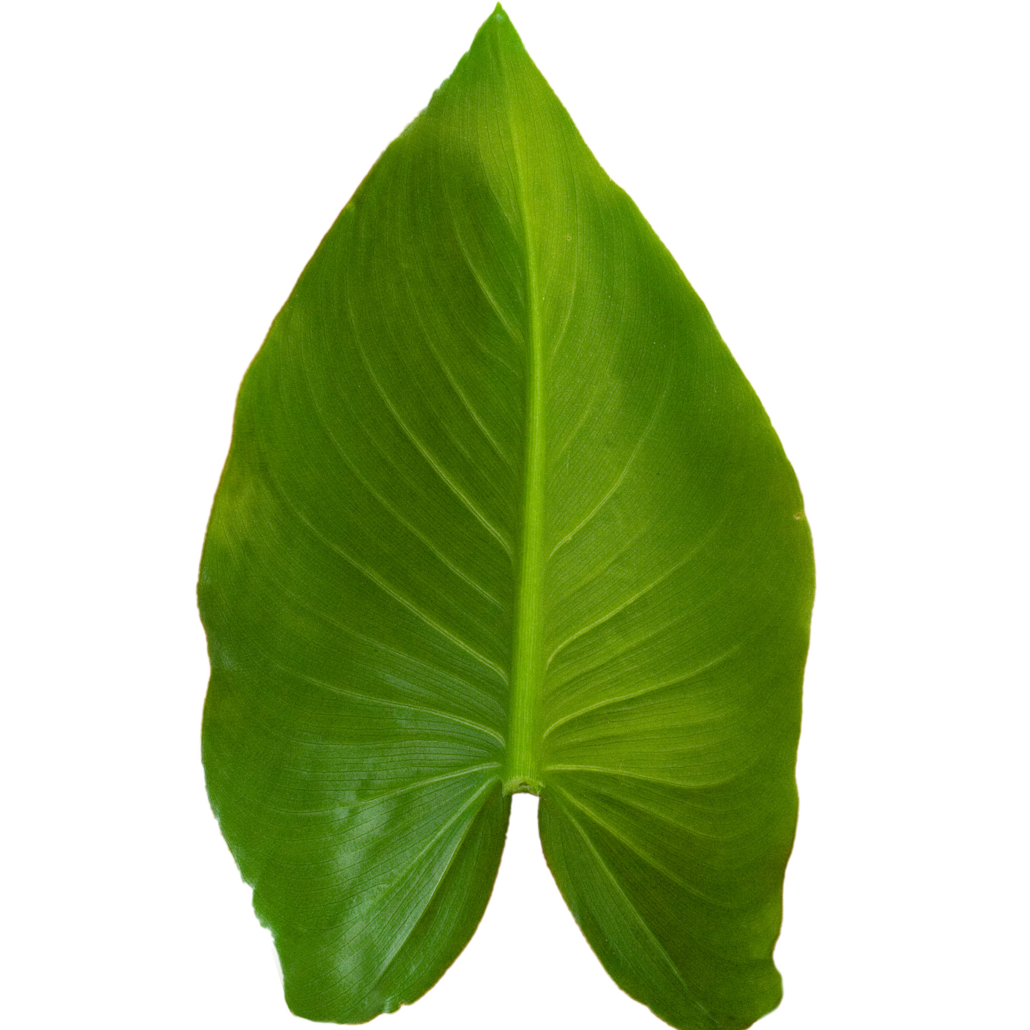 Calla Lily.png