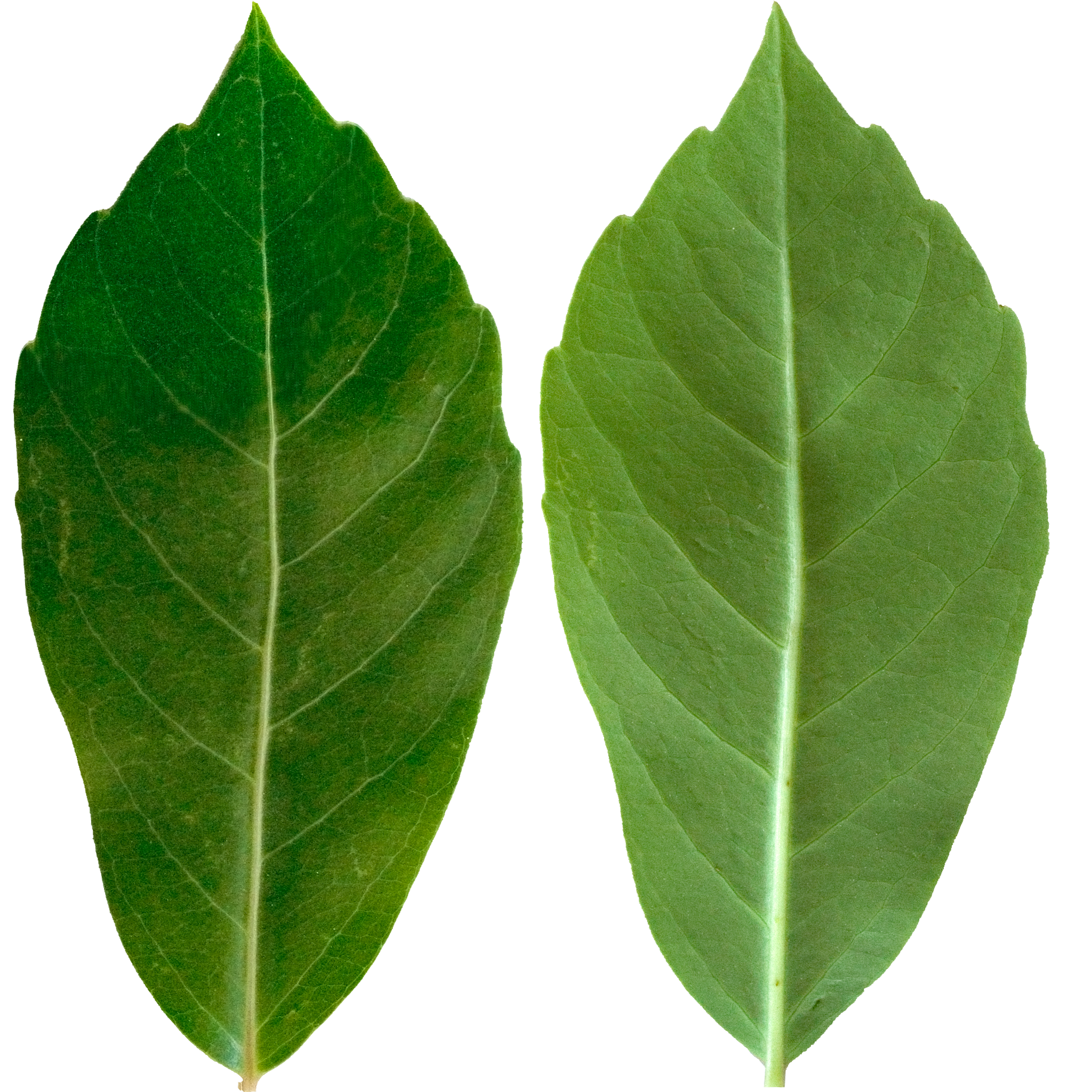 Dark Green Tall Leaf.png