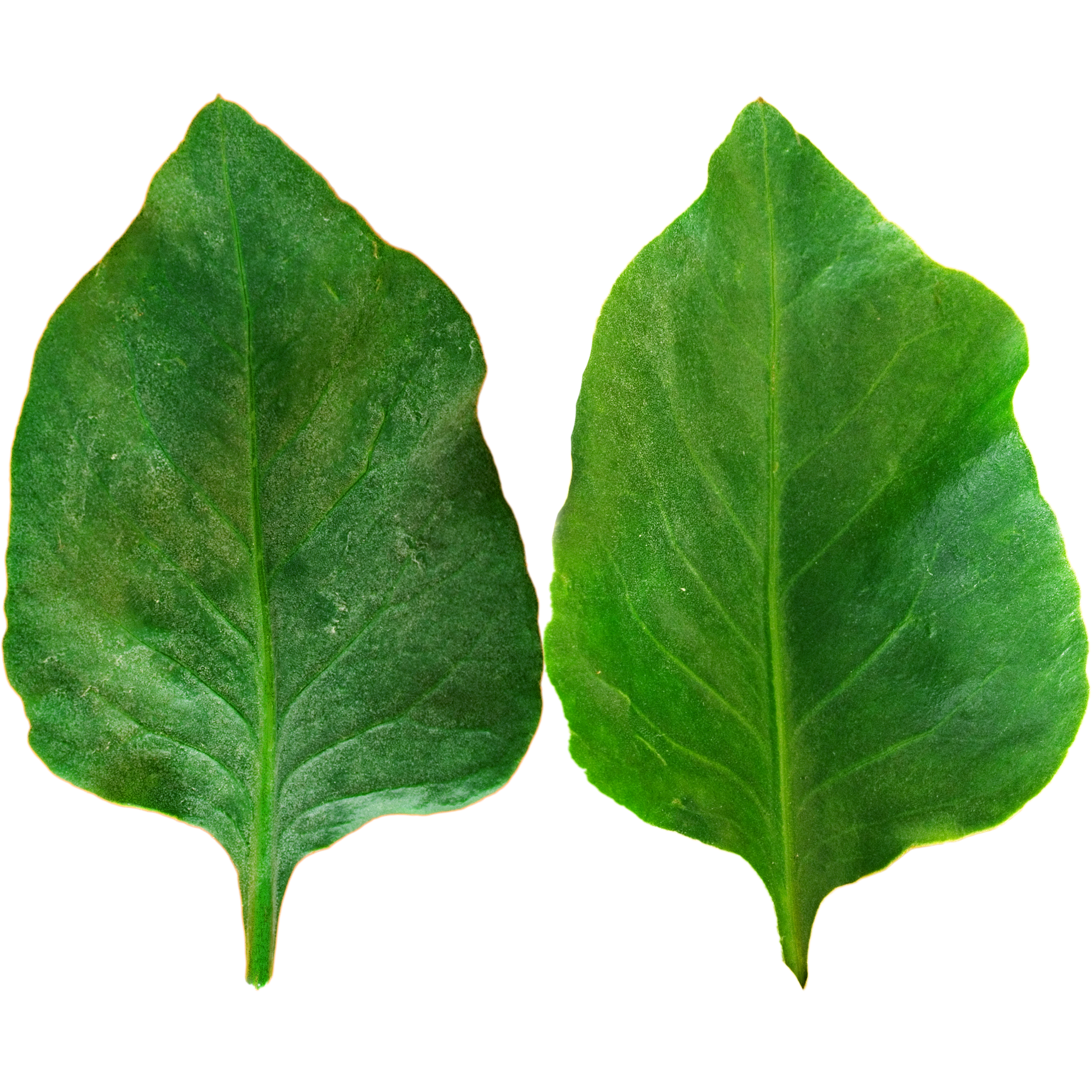 Dark Green Wavy Leaf.png