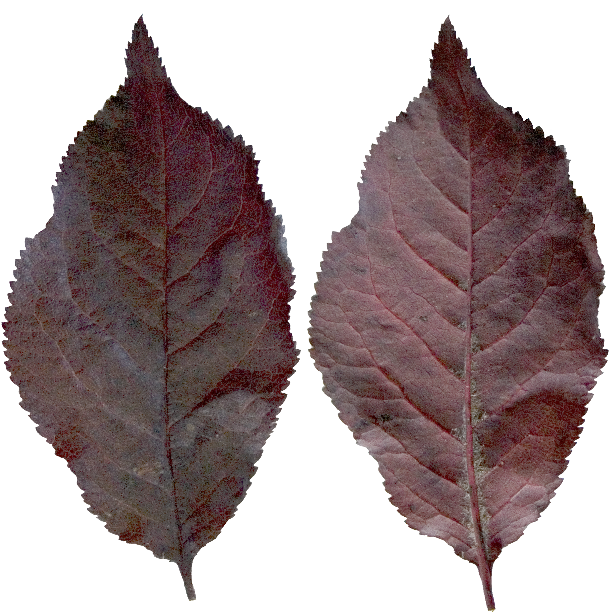 Deep Rounded Pan Leaf.png
