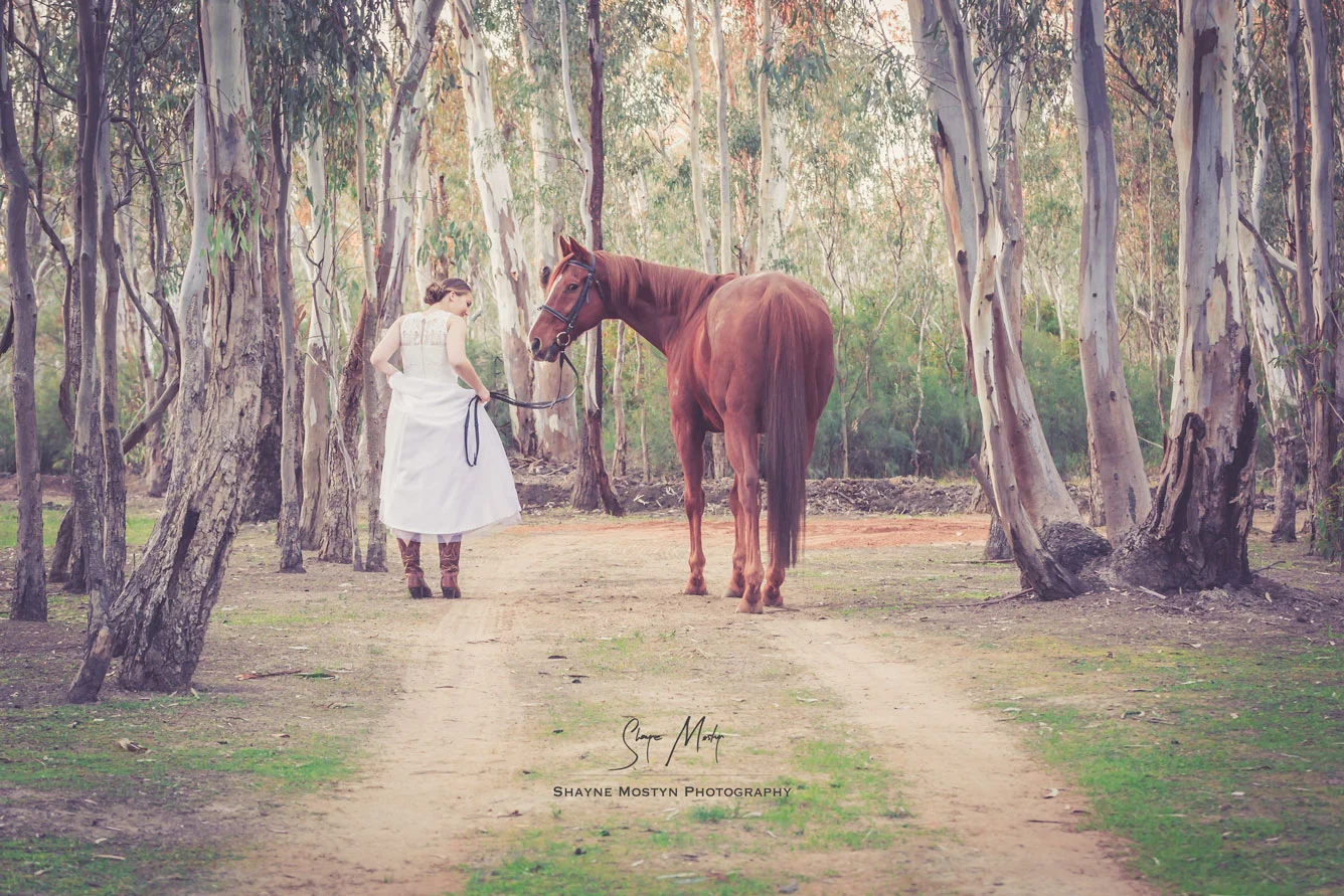 Debutante-horse.jpg