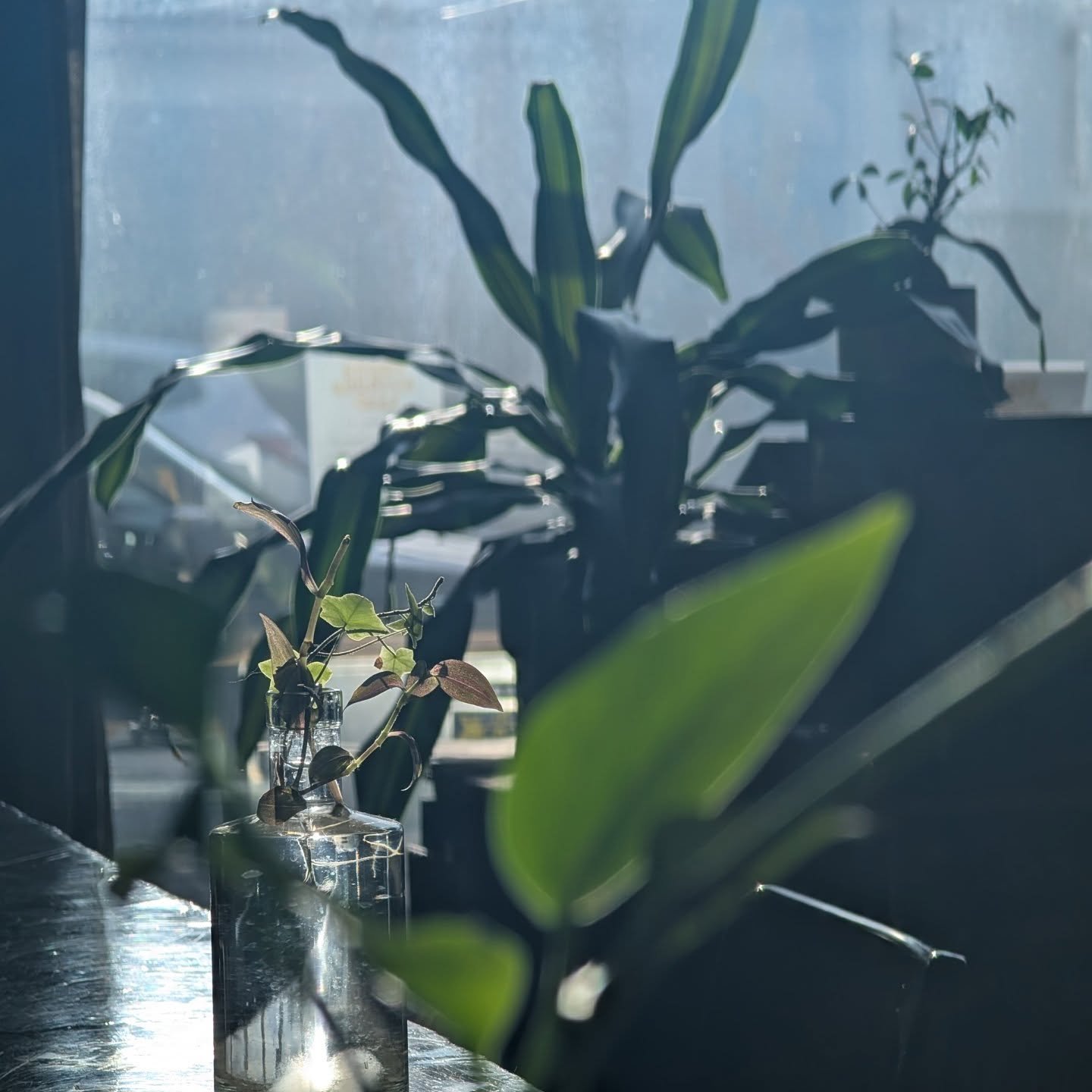 If you can grow a plant without killing it, you're basically a wizard 🪴✨ We're starting propagations to be prizes for Plant Bingo on May 17th. Come support Homer City Community Garden, snag some baby plants, and maybe finally keep something alive be