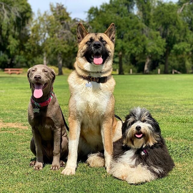 A well trained dog is a happy dog 😁😄