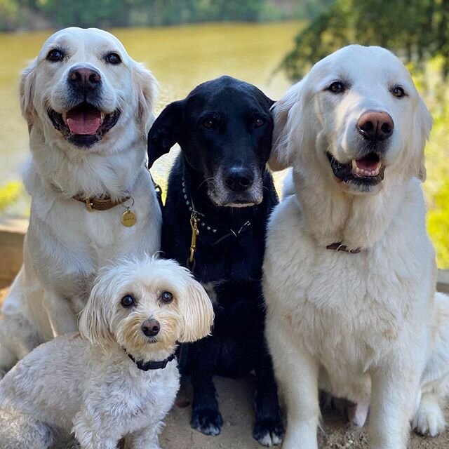 Having a pack is so important for a dog&lsquo;a emotional and social balance. Who&rsquo;s in your pack?
#packlife #packleader #dogwalking #dogtraining #thedogguru