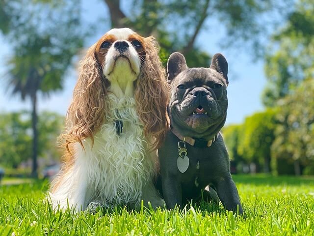 Besties! #bff #dogwalking #dogsoflosangeles #dogsofinstagram