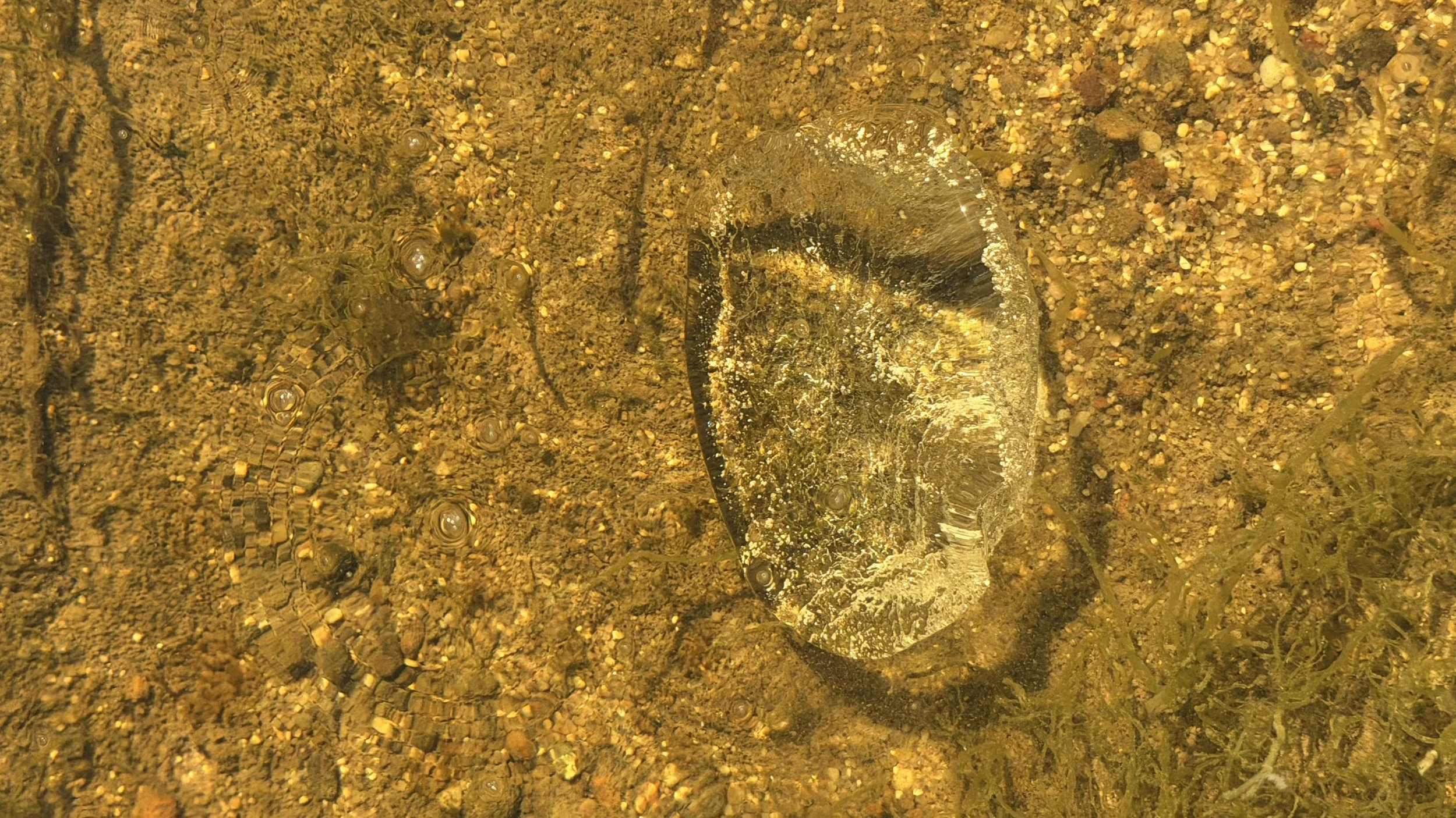 Vitrified Threshold (Quiet Endurance)