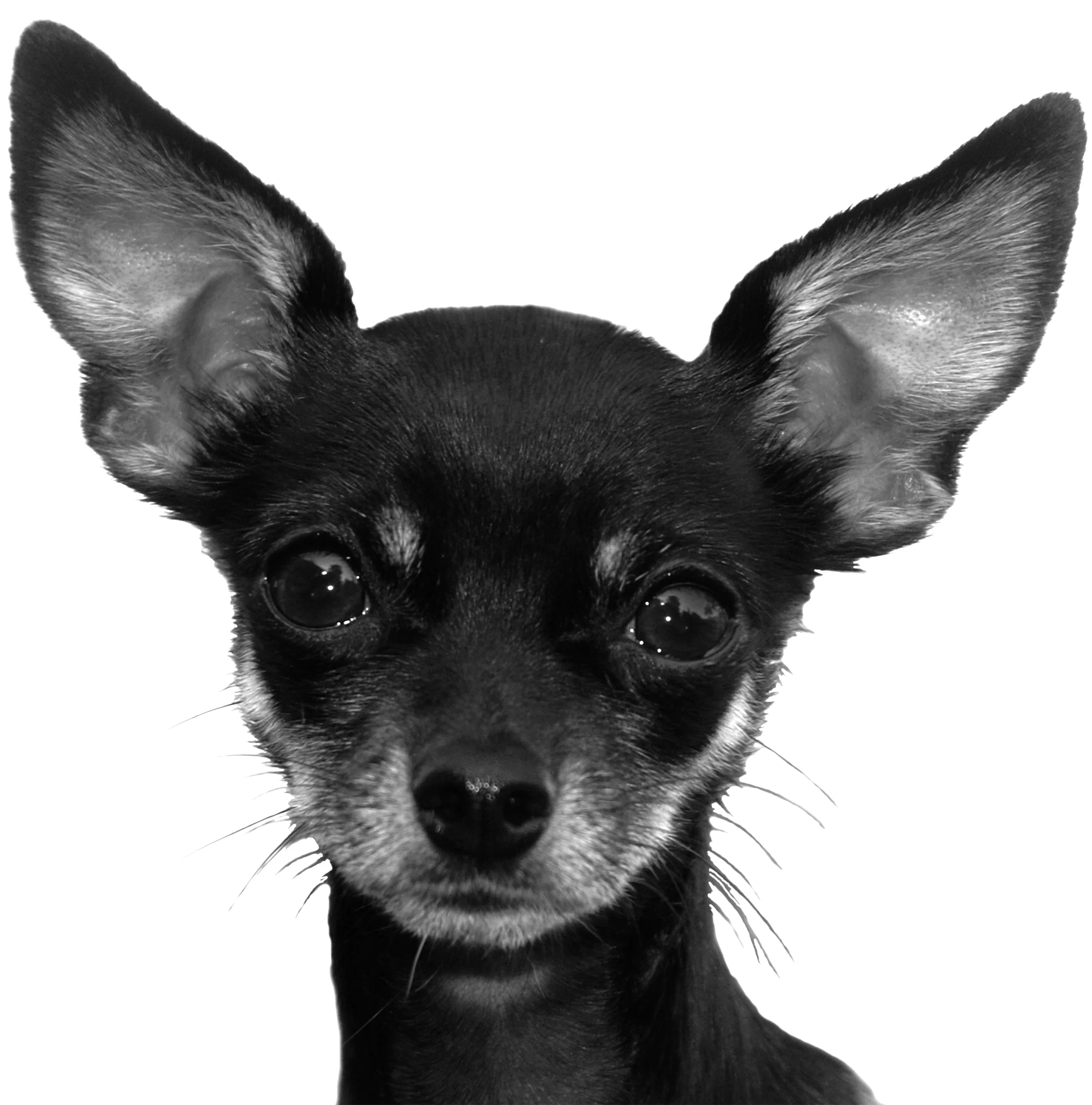 HOWLN DOG 2.jpg