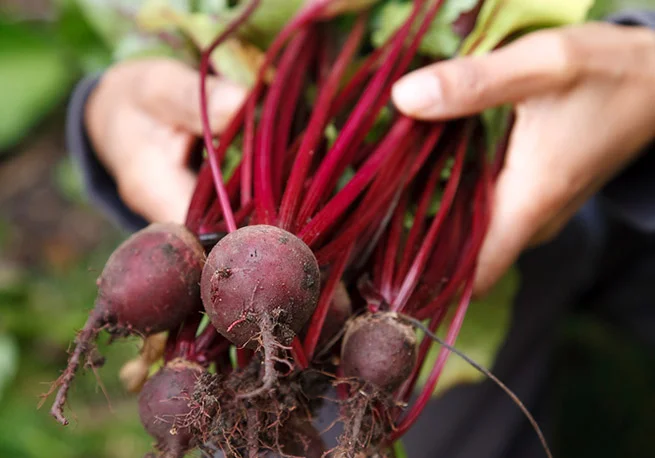 beets.jpg