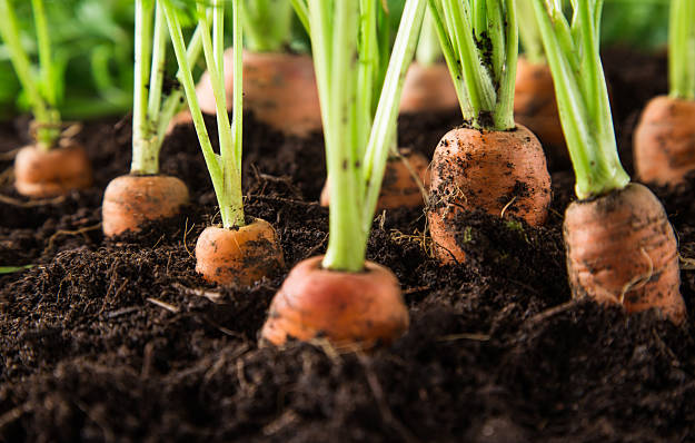 carrot-1.jpg