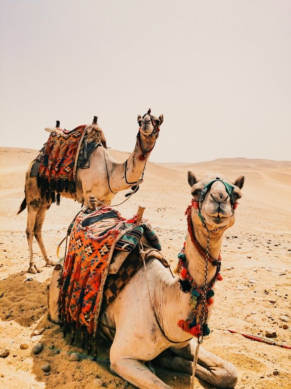 Make friends with the local camels