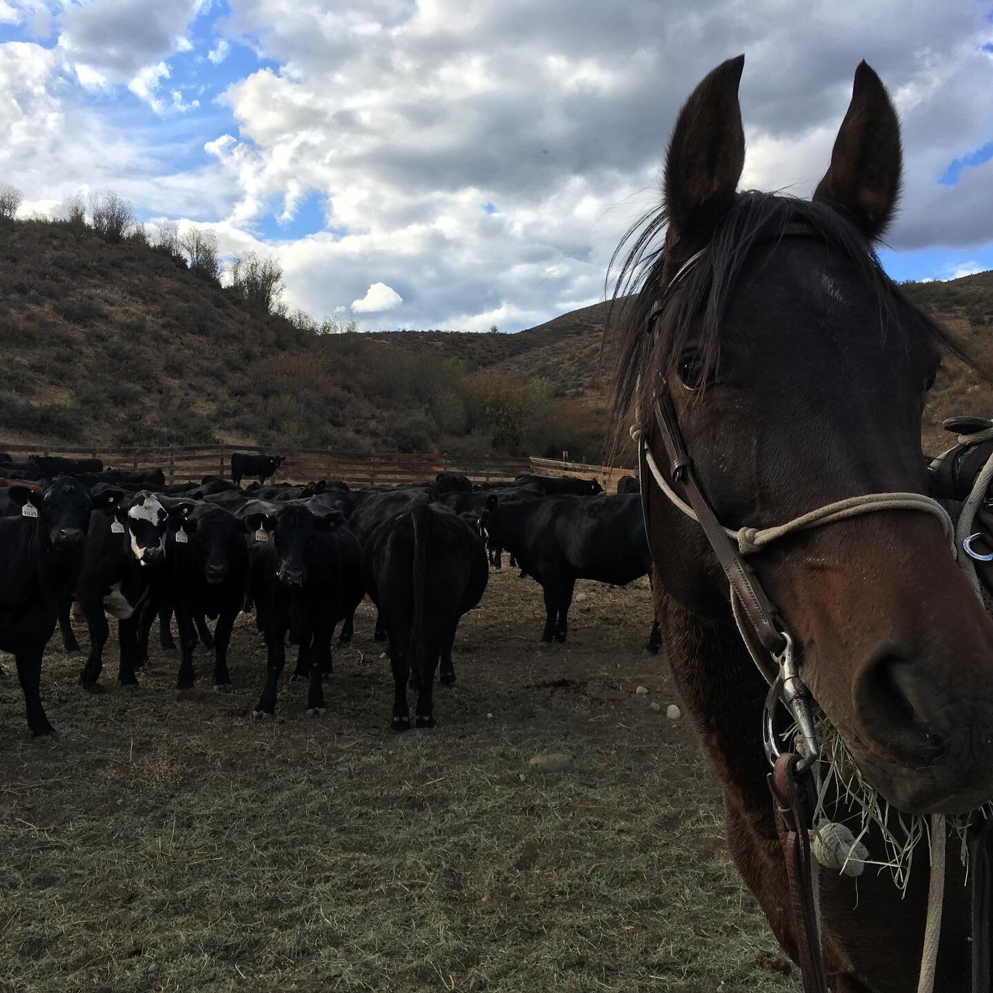 Pistol&rsquo;s world. 

The next episode of the Grouse podcast comes out on Tuesday. It&rsquo;s about ranching. I love all the episodes in this series. Recording on horseback might be my favorite thing, though. 

Have a good weekend, frens! ❤️🐴🏔