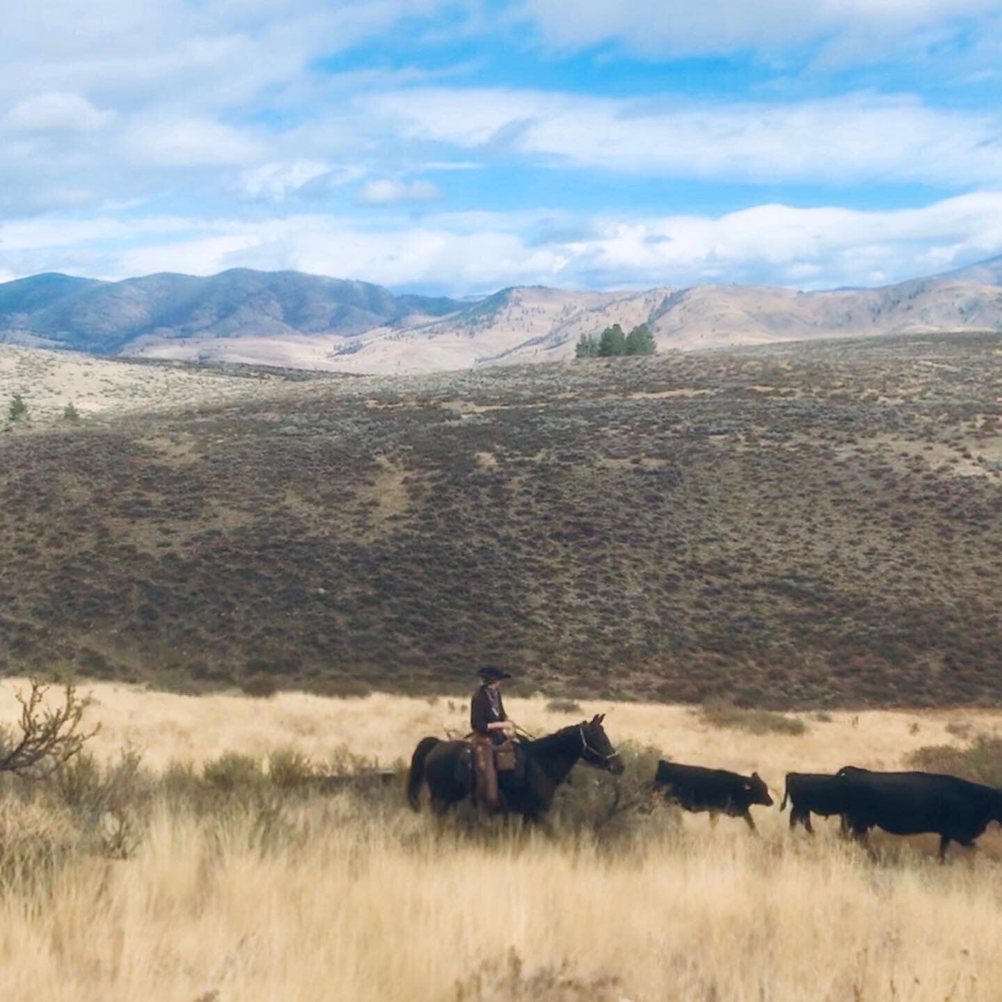 Moving cows on the little warrior mare has shown me the nooks and crannies of this beautiful valley and provided many good memories and belly laughs with the people who live here. It&rsquo;s also provided a window into a way of life that is very diff