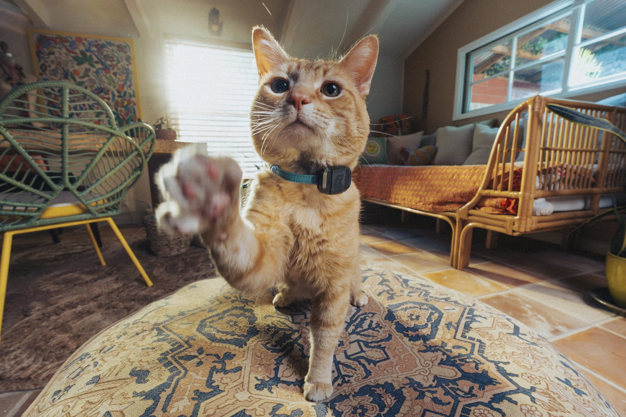  Client: Fi Smart Collars Director: Mike Parenteau Photographer: Ryo Sato Studio: Stept Studios 