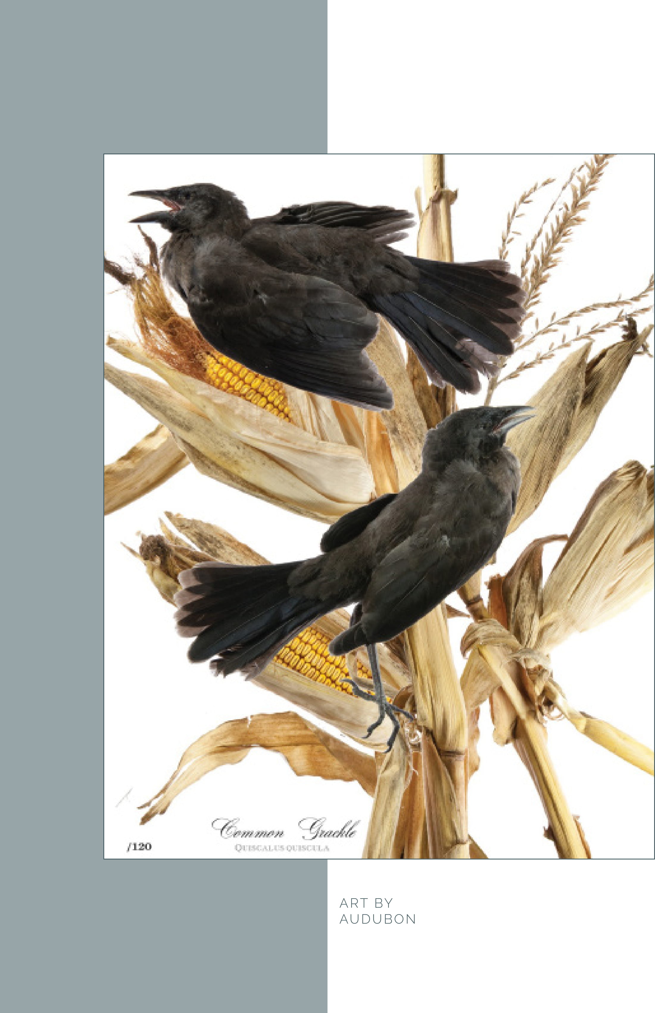 Shrew Issue 1 Complete 6-11.jpg