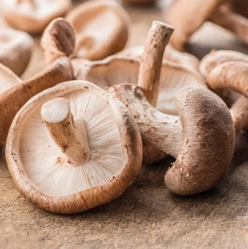 Shitake (Lentinus edodes)