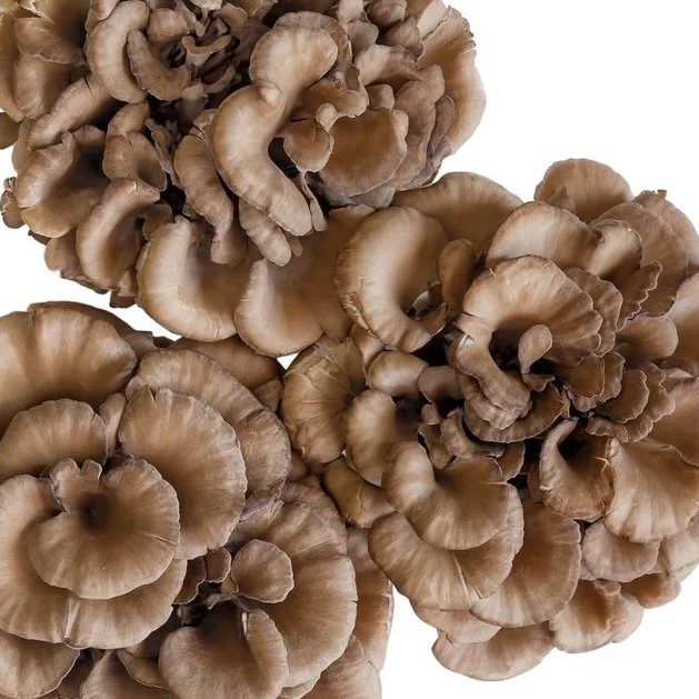 Maitake (Grifola frondosa)