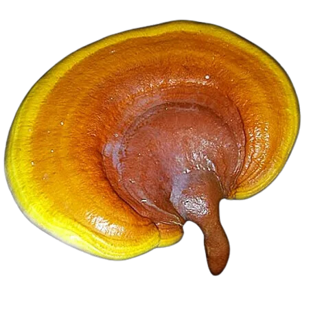 Reishi (Ganoderma lucidum)